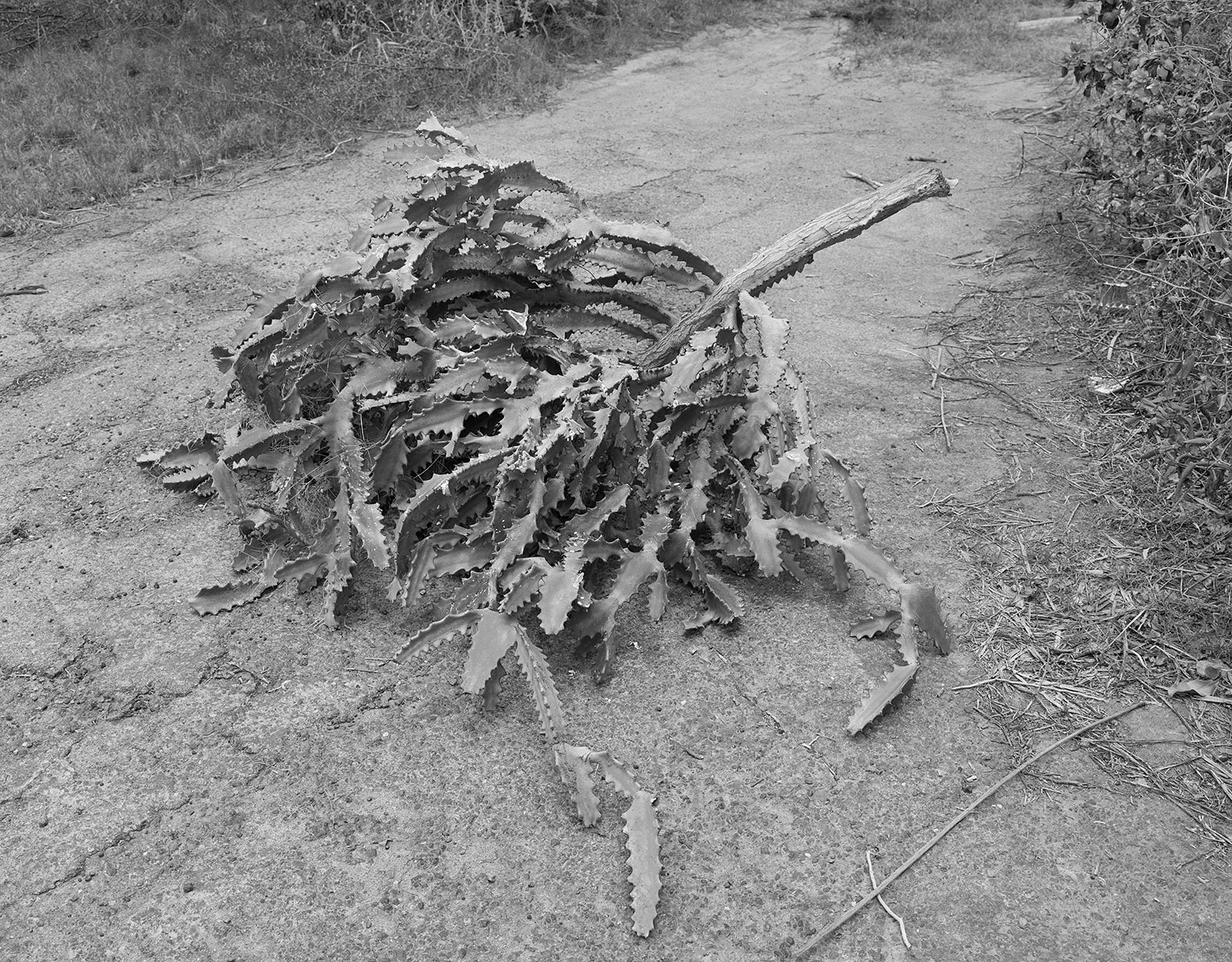 Euphorbia Branch, Richmond Hill, Montserrat, 2016 Selenium Toned Silver Gelatin Print, 16x20" Edition of Three