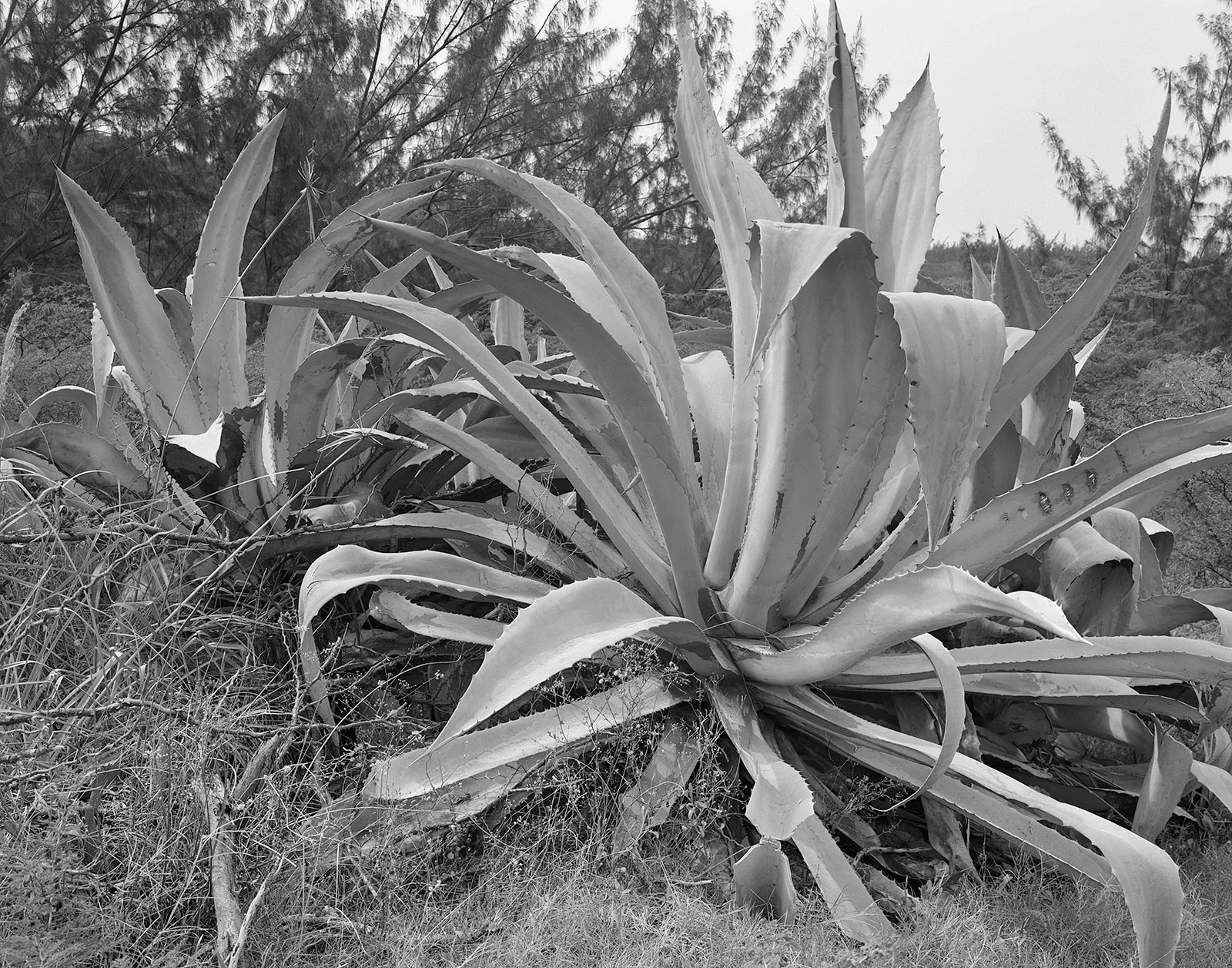 Aloe Plants, Richmond Hill, Montserrat, 2016 Selenium Toned Silver Gelatin Print, 16x20" Edition of Three