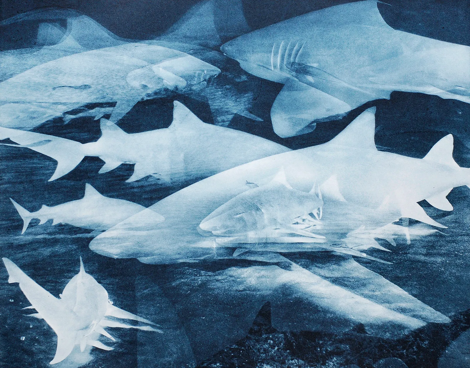 Tiger-Lemon-Reef Shark Multiple, Bahamas, 2013 Photogravure on Hahnemühle Copperplate Paper Size 20x23", Plate Size 13x16.5" Edition of 20 Printed by Lothar Osterburg in 2024