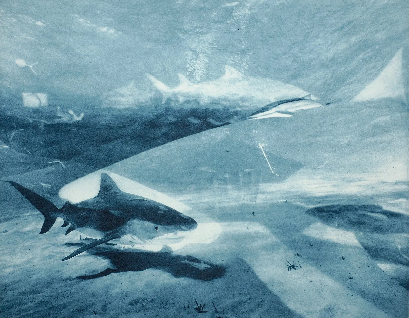 Tiger-Lemon Shark Multiple, Bahamas, 2013 Photogravure on Hahnemühle Copperplate Paper Size 20x23", Plate Size 13x16.5" Edition of 20 Printed by Lothar Osterburg in 2024