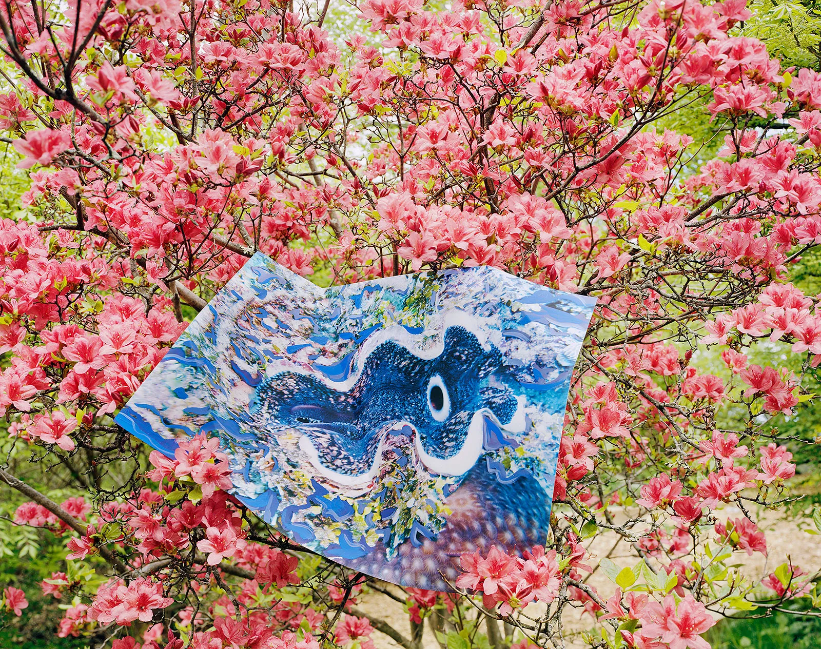 Print of Giant Clam with Gouache, Australia / Azalea, Connecticut, Archival Pigment Print on Moab Entrada Rag, Image Size, 8x10", Paper Size, 17x21", 2023 Edition of Three