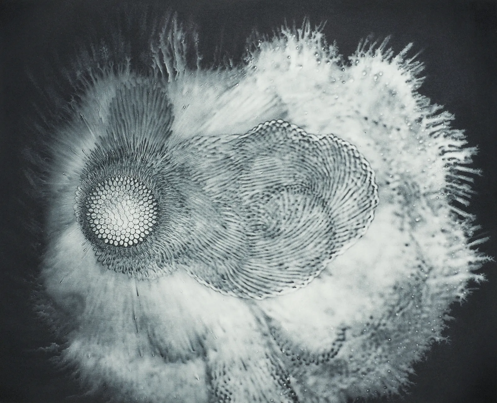 Taiyō, Ferrofluid Photogram on 11x14" Sheet of Film, Photogravure on Hahnemühle Copperplate Paper Size 22x27", Plate Size 15.5x20" Edition of 10 Printed by Lothar Osterburg in 2024