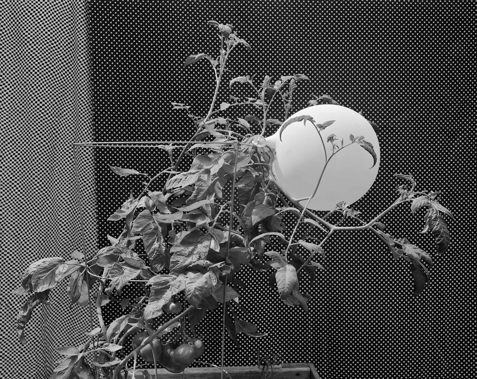 Balloon and Tomatoes, Wilton, Connecticut, 2016 Selenium Toned Silver Gelatin Print 16x20" Edition of Three