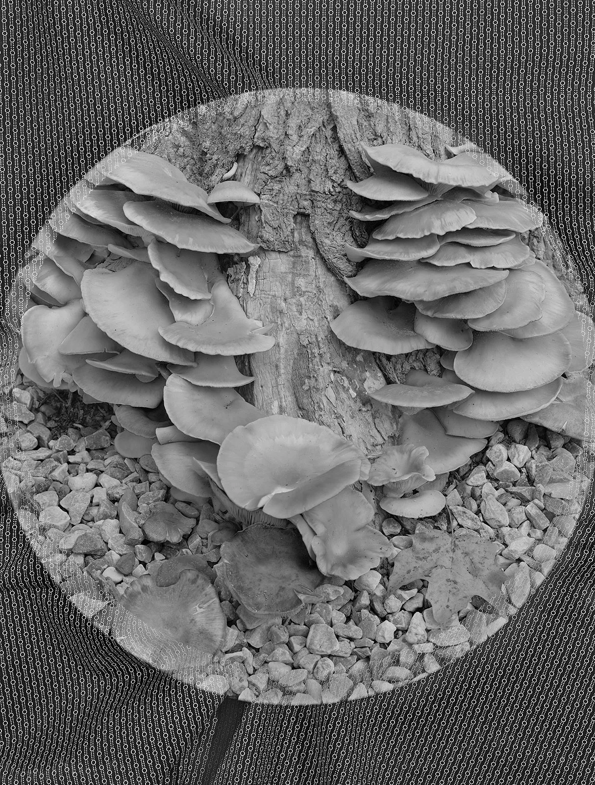 Tree Fungus + Fabric, Wilton, Connecticut, 2015 Selenium Toned Silver Gelatin Print 20x16" Edition of Three