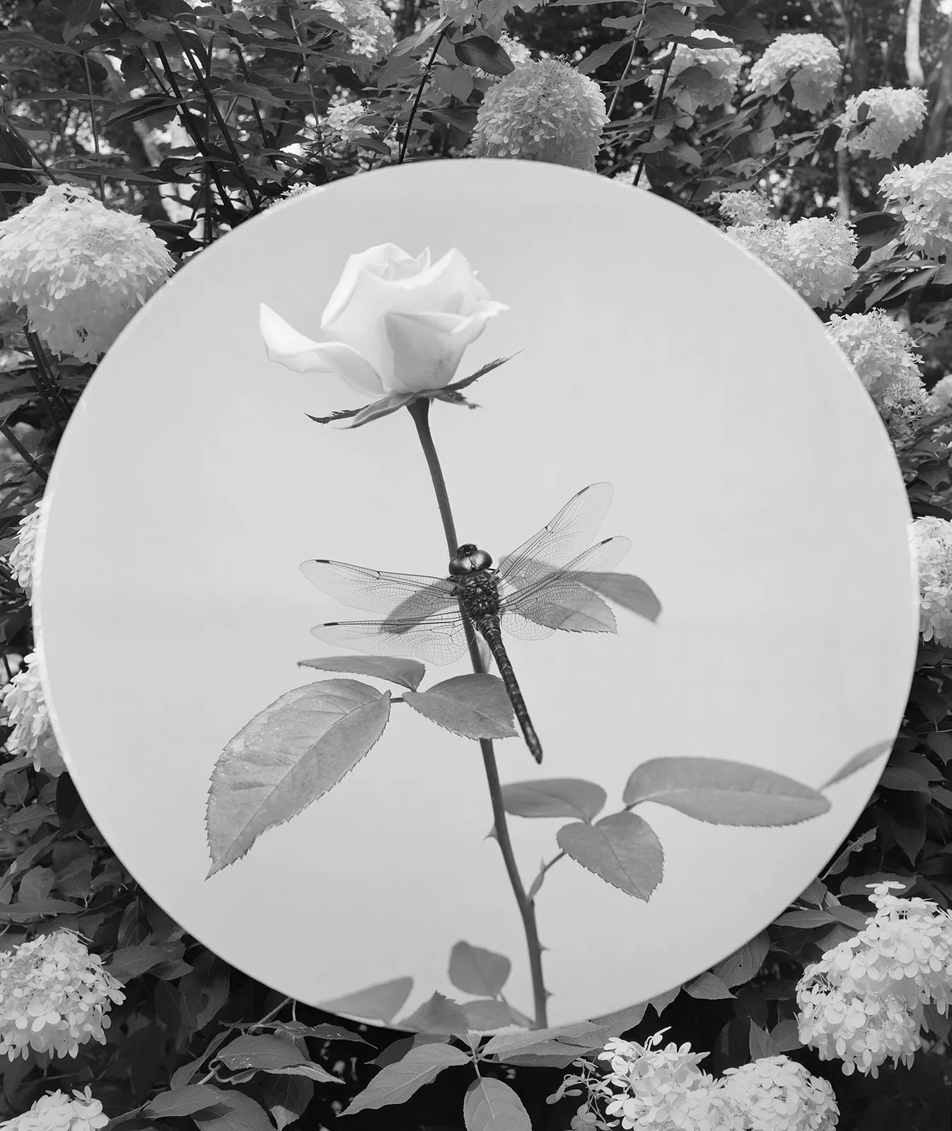 Hydrangea + Dragonfly, Wilton, Connecticut, 2015 Selenium Toned Silver Gelatin Print 20x16" Edition of Three