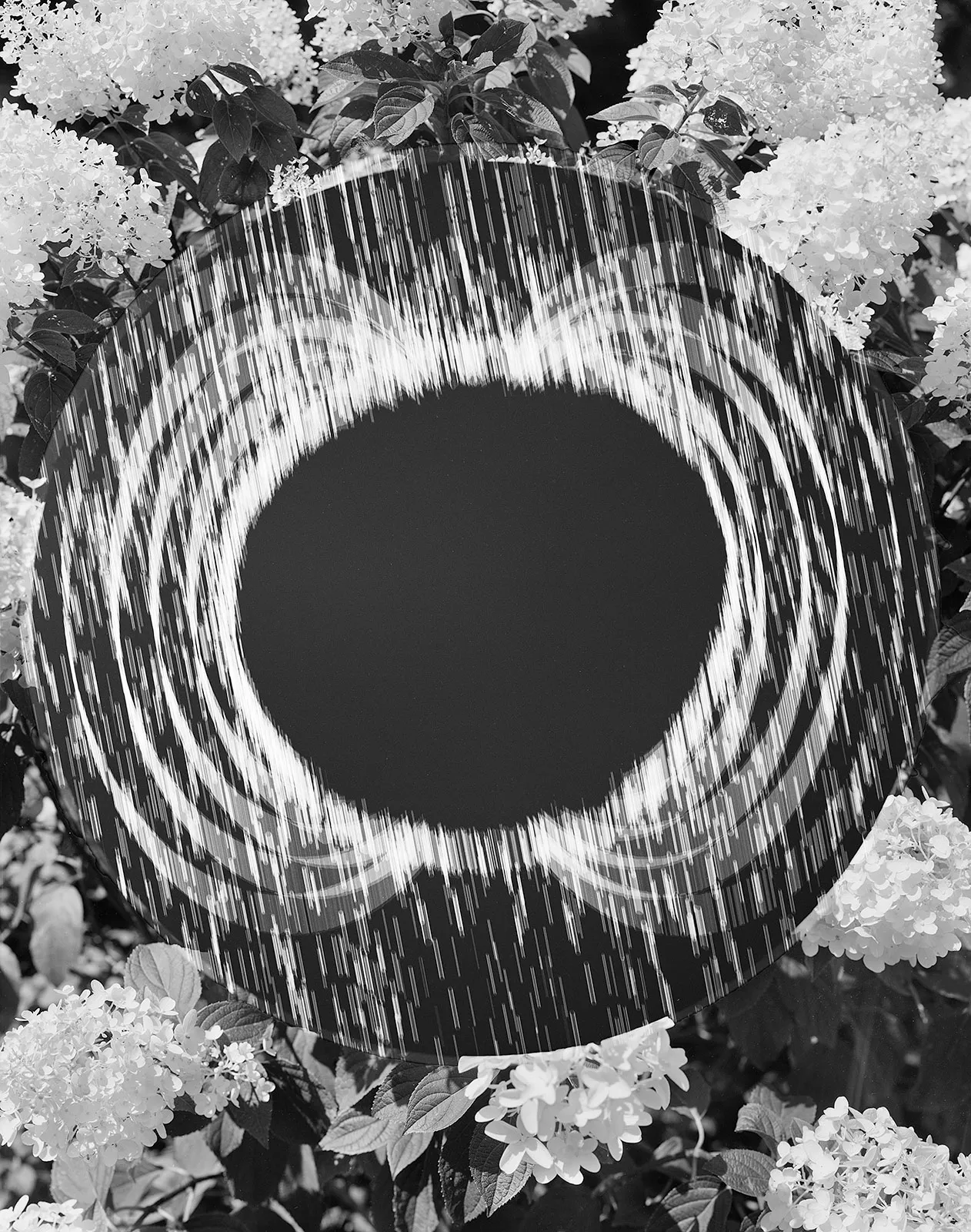 Magnetar + Hydrangea, Wilton, Connecticut, 2016 Selenium Toned Silver Gelatin Print 20x16" Edition of Three