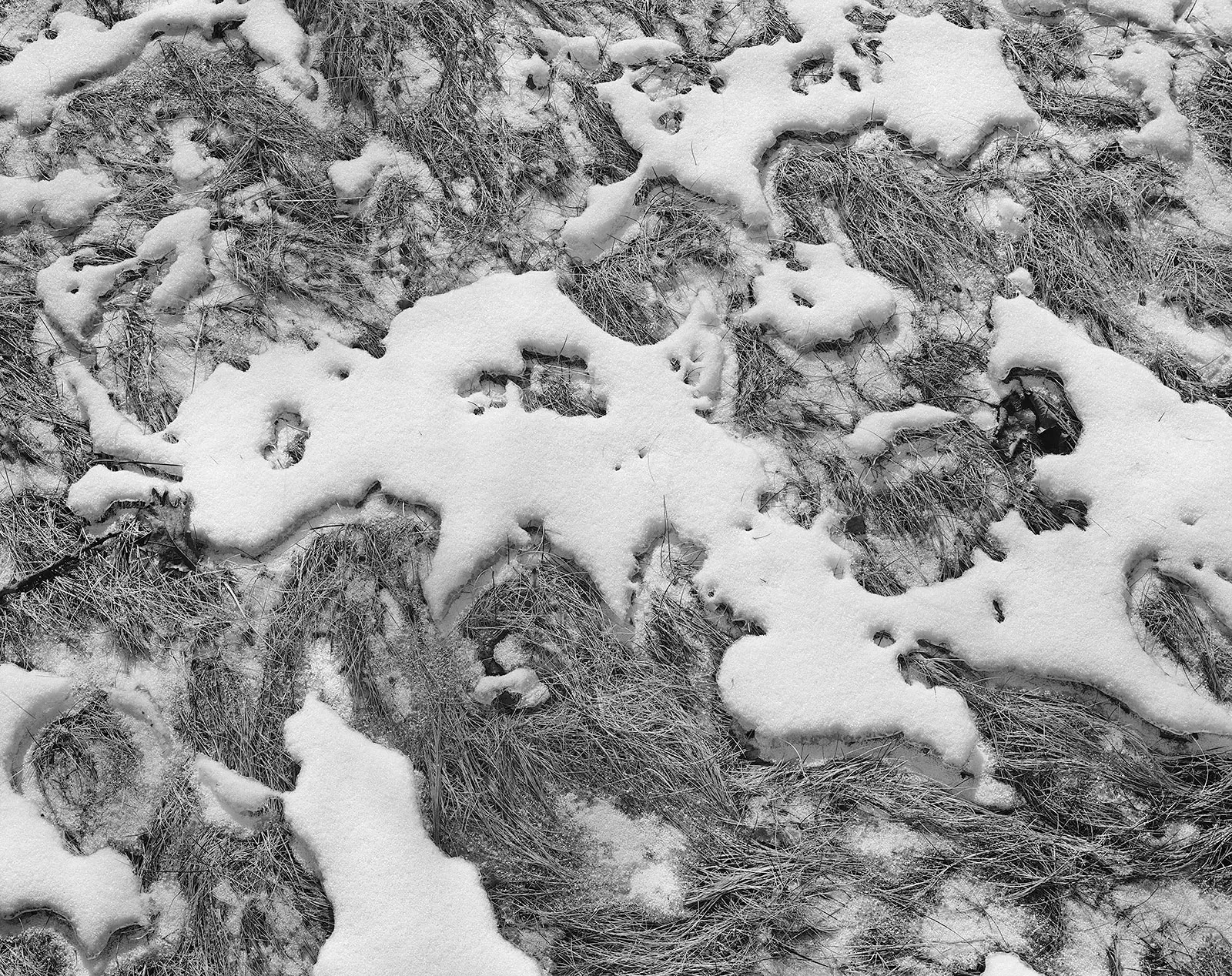 Frozen Snow, Wilton, Connecticut, 2019 Selenium Toned Silver Gelatin Print 16x20" Edition of Three