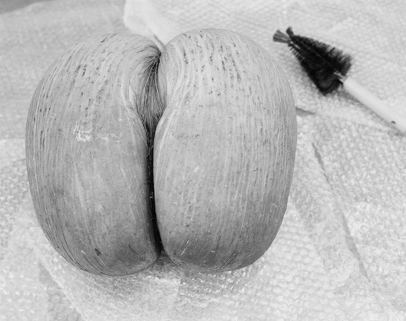 Lodoicea maldivica, the Coco-de-mer Seed, Being Cleaned, Botany Department Collection, Smithsonian Natural History Museum, Washington D.C., 1998 Selenium Toned Silver Gelatin Print 16x20" Edition of Three