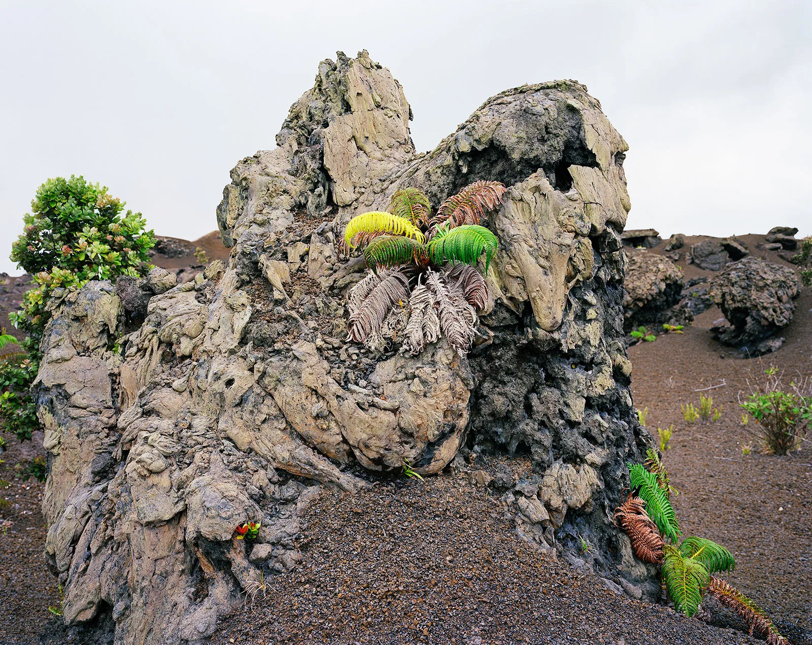 Lava Tree, Hawaii, 1993 Archival Pigment Print, 20x24"