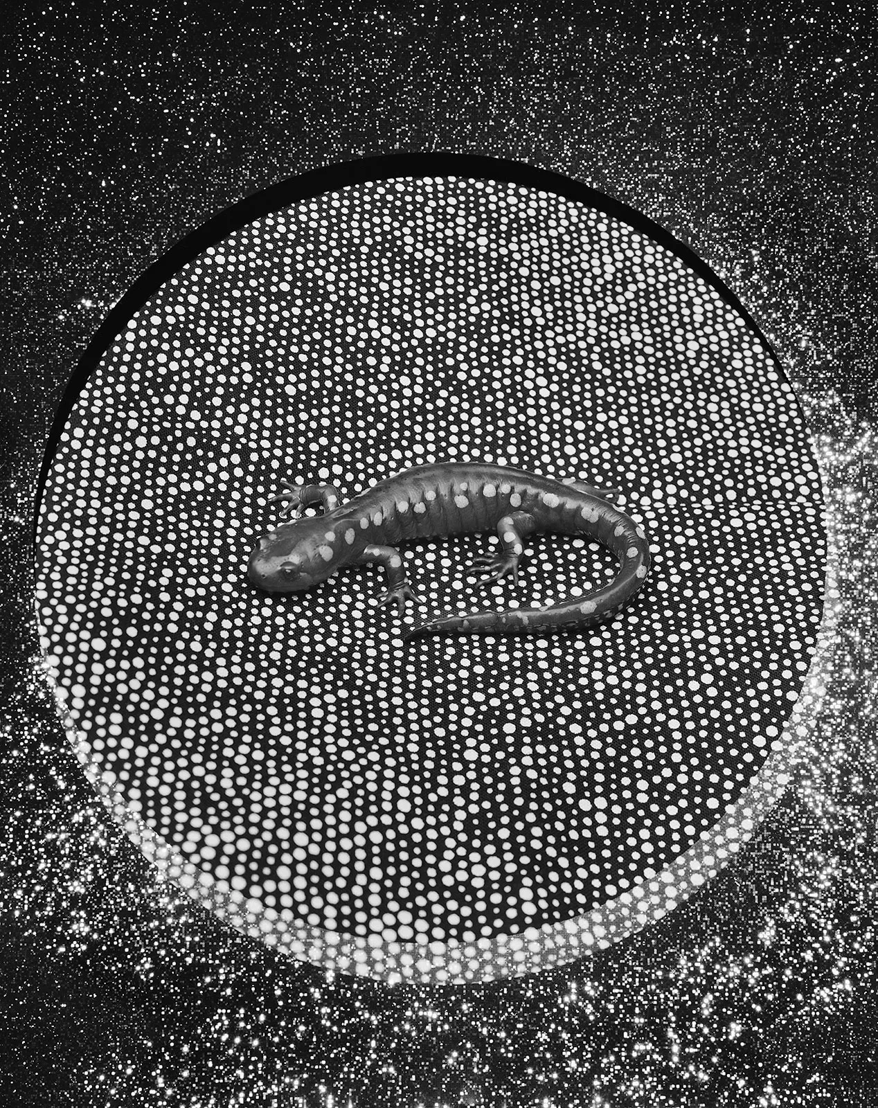 Spotted Salamander + Fabric, Wilton, Connecticut, 2016 Selenium Toned Silver Gelatin Print 20x16" Edition of Three