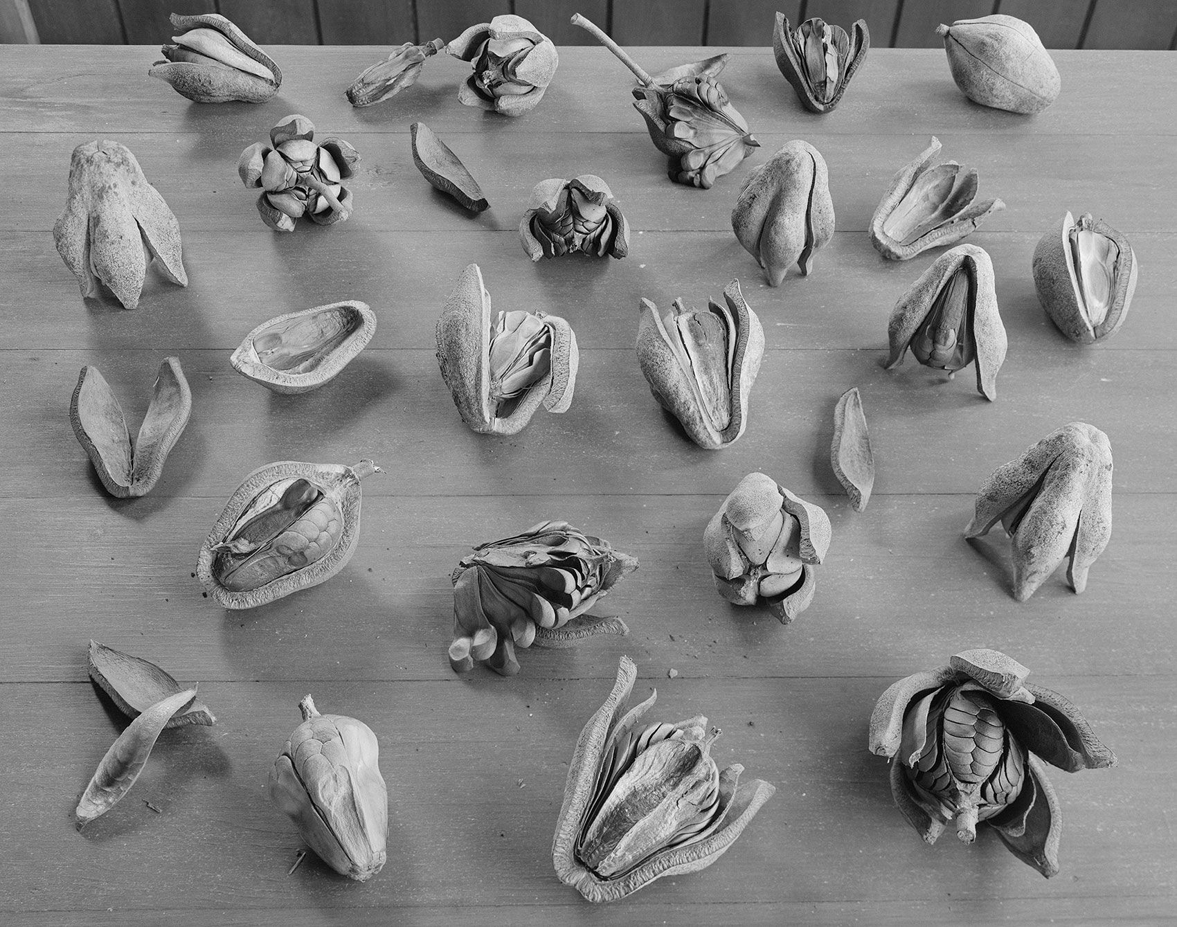 Spontaneous Sculpture, Mahogany Seed Pods on Table, Brighton Farm, St. George, Barbados, 2013 Selenium Toned Silver Gelatin Print, 20x24" Archival Pigment Print on Moab Entrada Rag, 17x21" Edition of Three