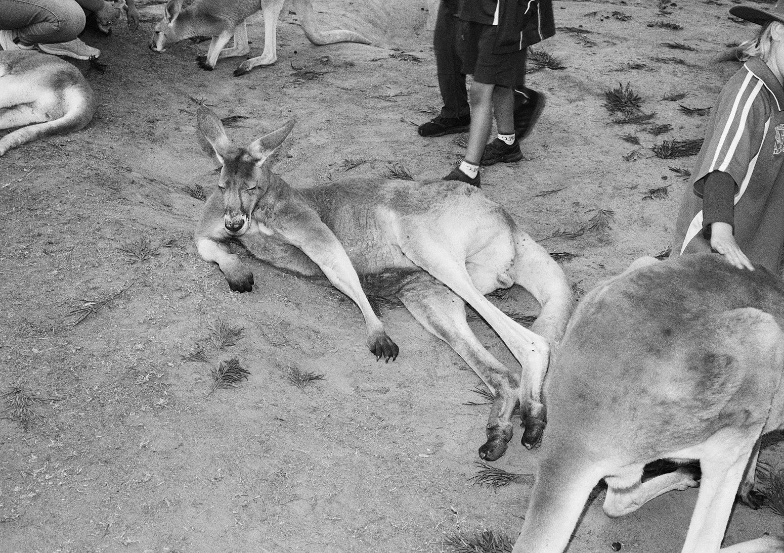 Kangaroos and Schoolchildren, Lone Pine Koala Sanctuary, Queensland, Australia, 2022 Archival Pigment Print on Hahnemuhle Photo Rag , 17x21" Edition of Three