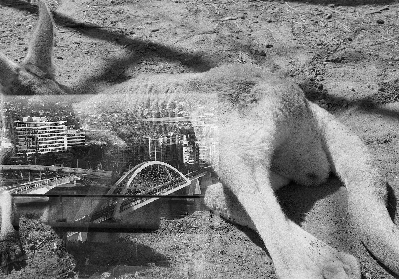 Kangaroo/Brisbane Double Exposure, Queensland, Australia, 2022 Archival Pigment Print on Hahnemuhle Photo Rag , 17x21" Edition of Three