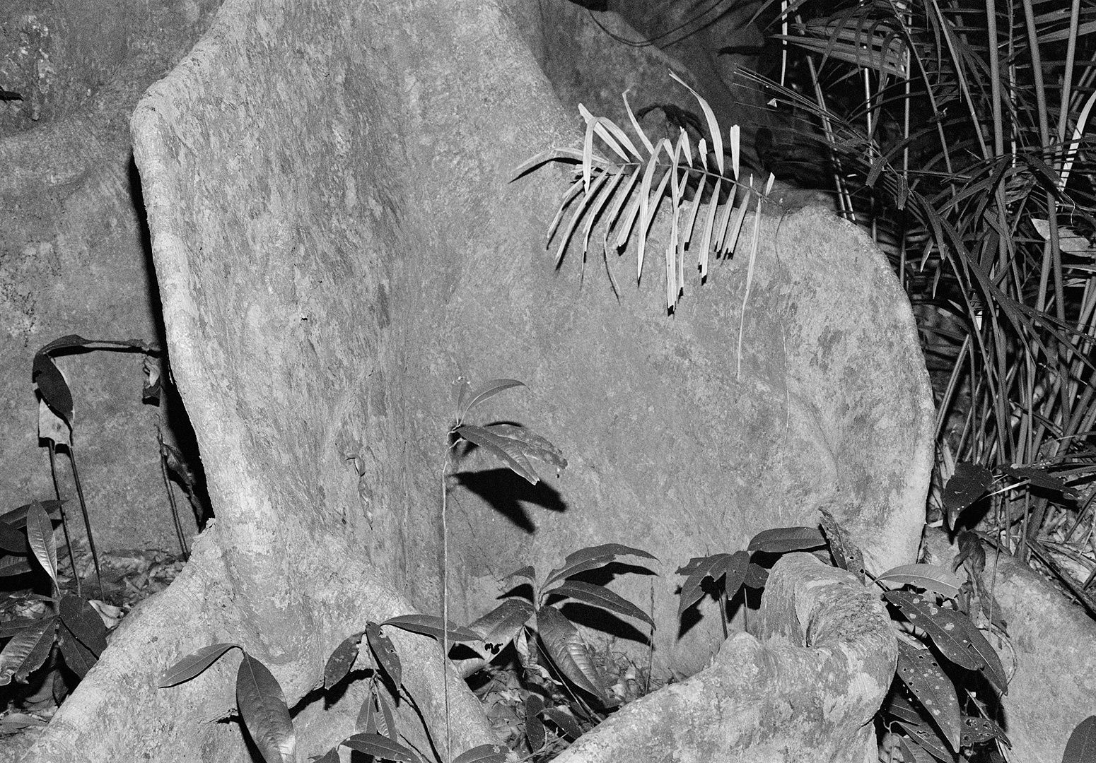 Daintree Rainforest, Queensland, Australia, 2022 Archival Pigment Print on Hahnemuhle Photo Rag , 17x21" Edition of Three