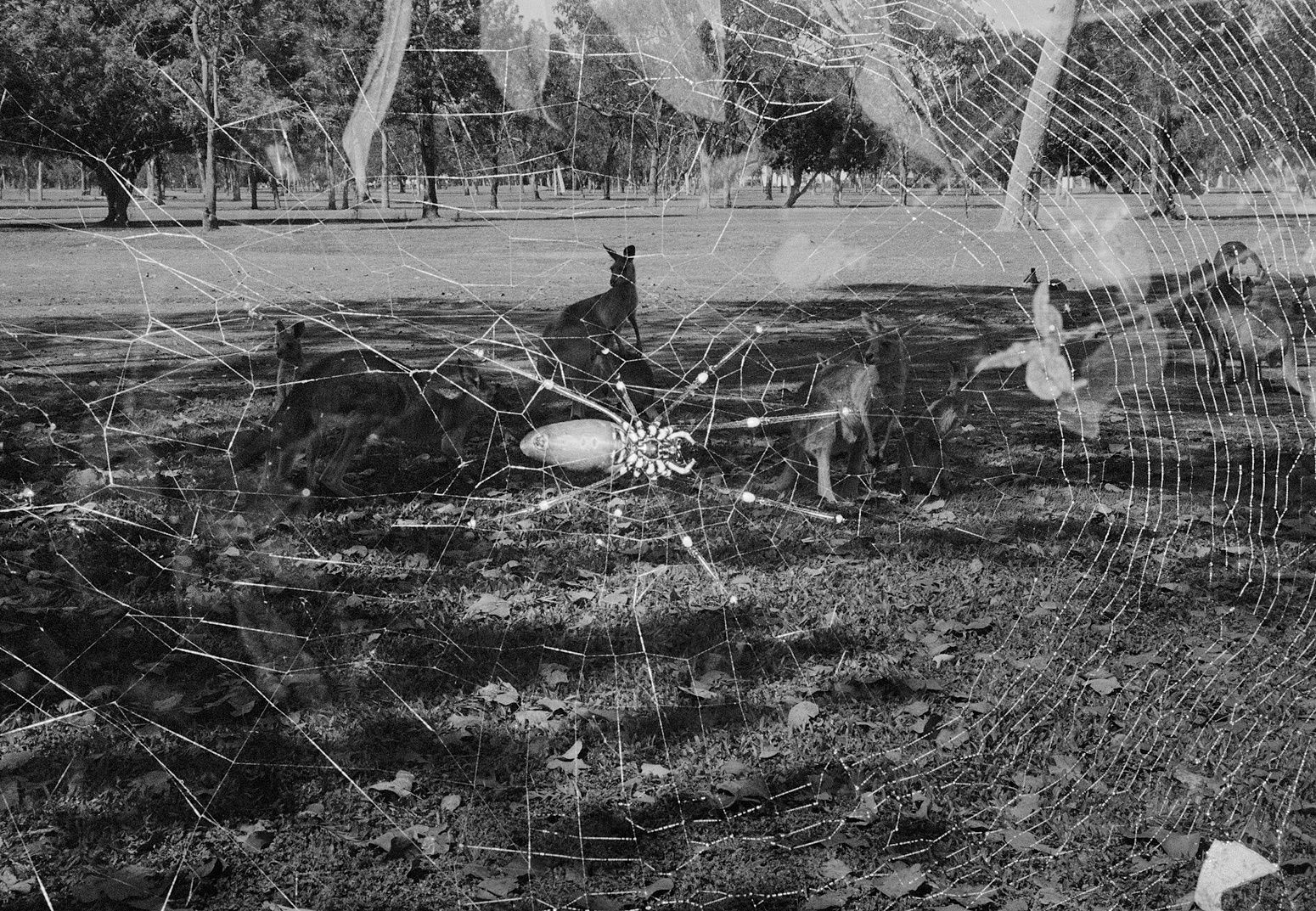 Grey Kangaroos/Golden Orb Spider Double Exposure, Queensland, Australia, 2022 Archival Pigment Print on Hahnemuhle Photo Rag , 17x21" Edition of Three