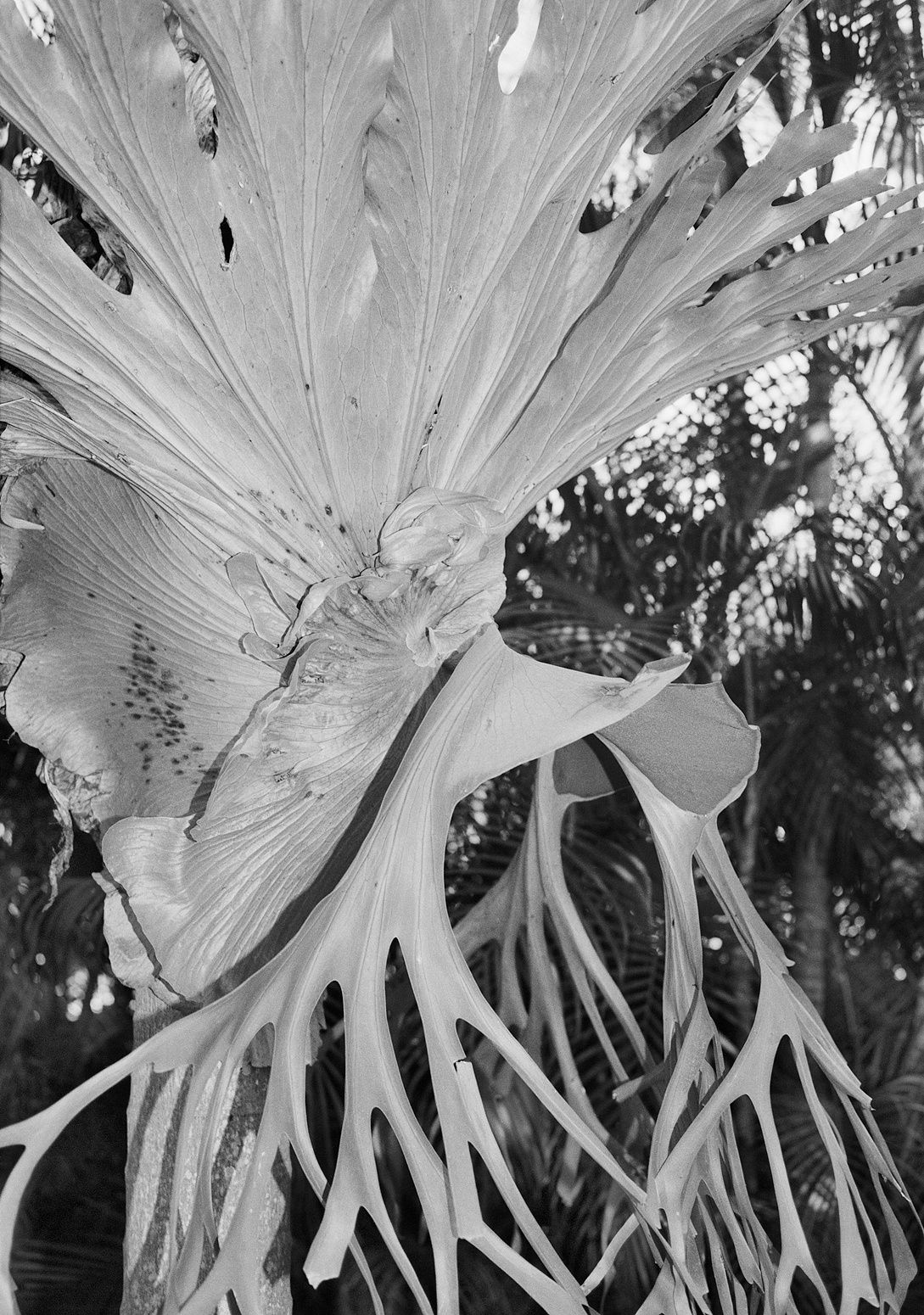 Elkhorn Fern, Queensland, Australia, 2022 Archival Pigment Print on Hahnemuhle Photo Rag , 21x17" Edition of Three