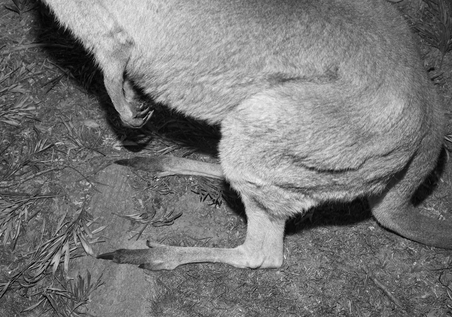 Wallaby, Queensland, Australia, 2022 Archival Pigment Print on Hahnemuhle Photo Rag , 17x21" Edition of Three