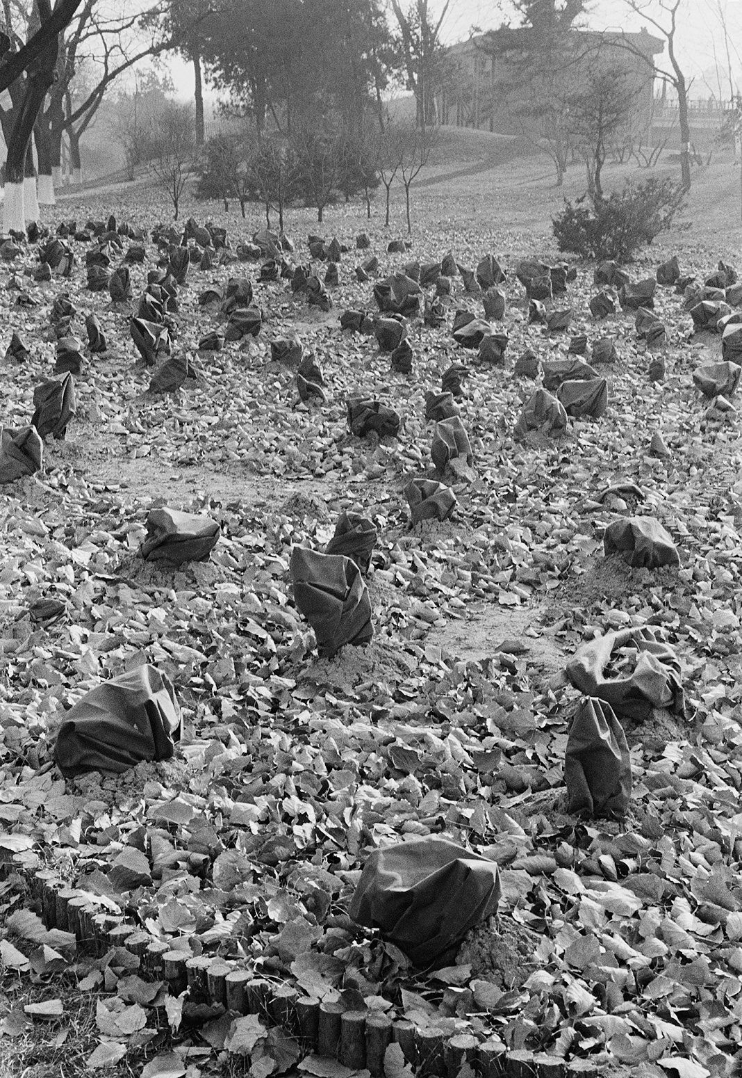 Untitled, Beijing, China, 2009 Archival Pigment Print on Hahnemuhle Photo Rag, 21x17" Edition of Three