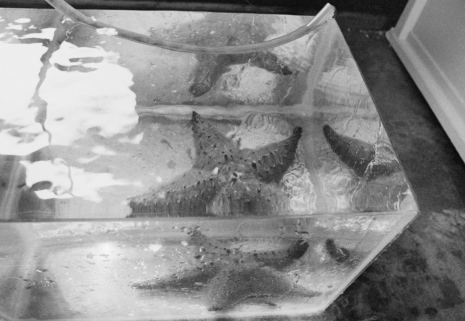 Starfish, Carrie Bow Cay Smithsonian Station, Belize, 2002 Archival Pigment Print on Hahnemuhle Photo Rag, 17x21" Edition of Three