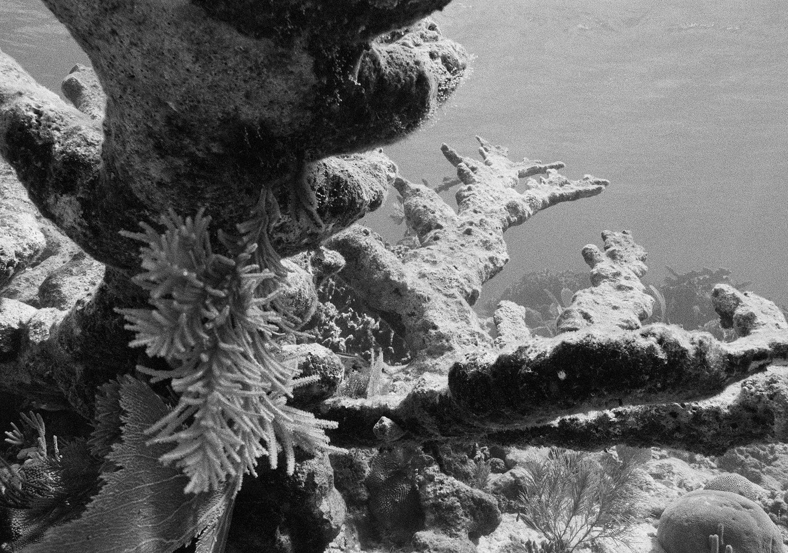 Dead Elkhorn Coral, Carrie Bow Cay, Belize, 2002 Archival Pigment Print on Hahnemuhle Photo Rag, 17x21" Edition of Three