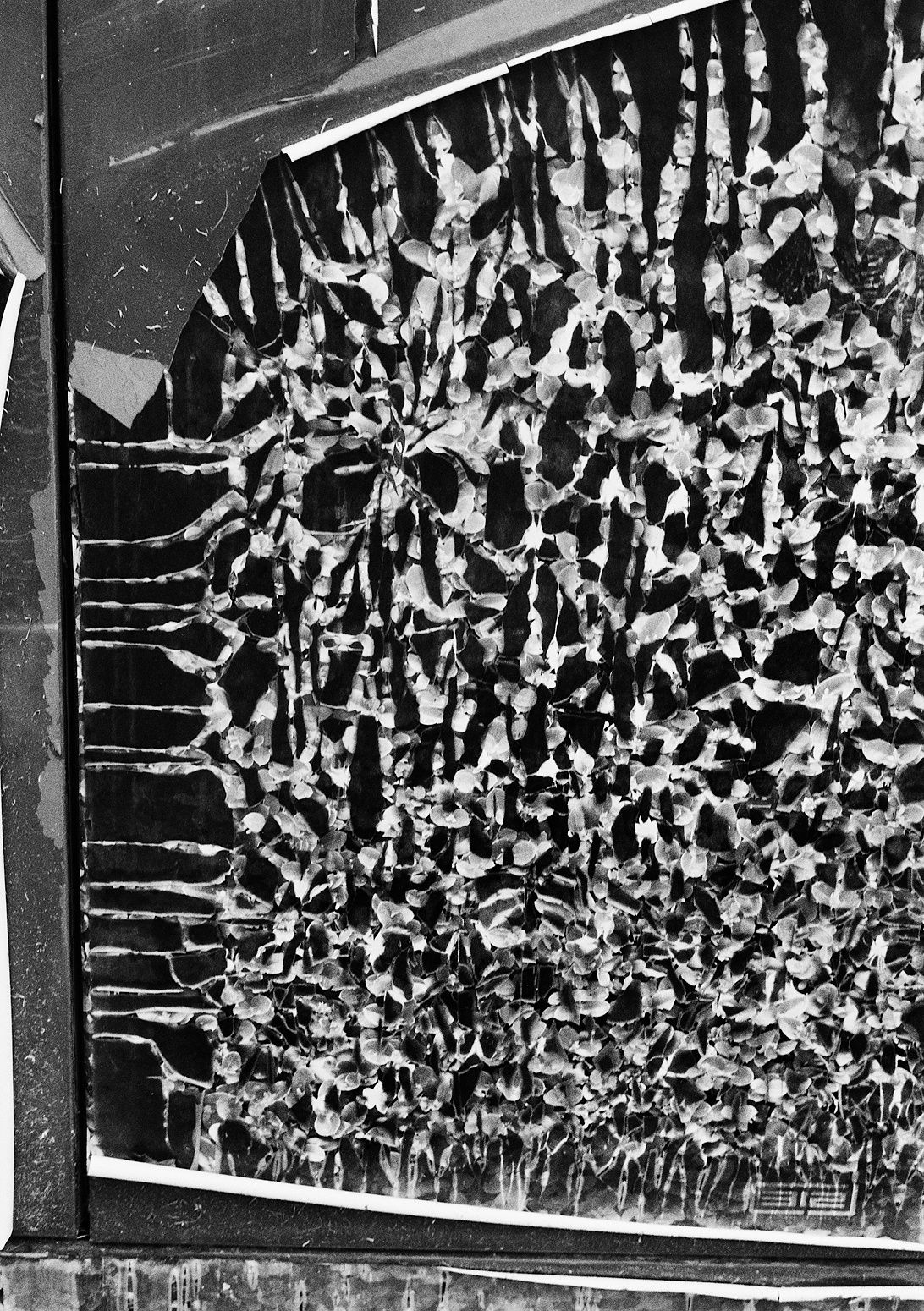 Untitled, La Jolla, California, 2024 Archival Pigment Print on Hahnemuhle Photo Rag , 21x17" Edition of Three