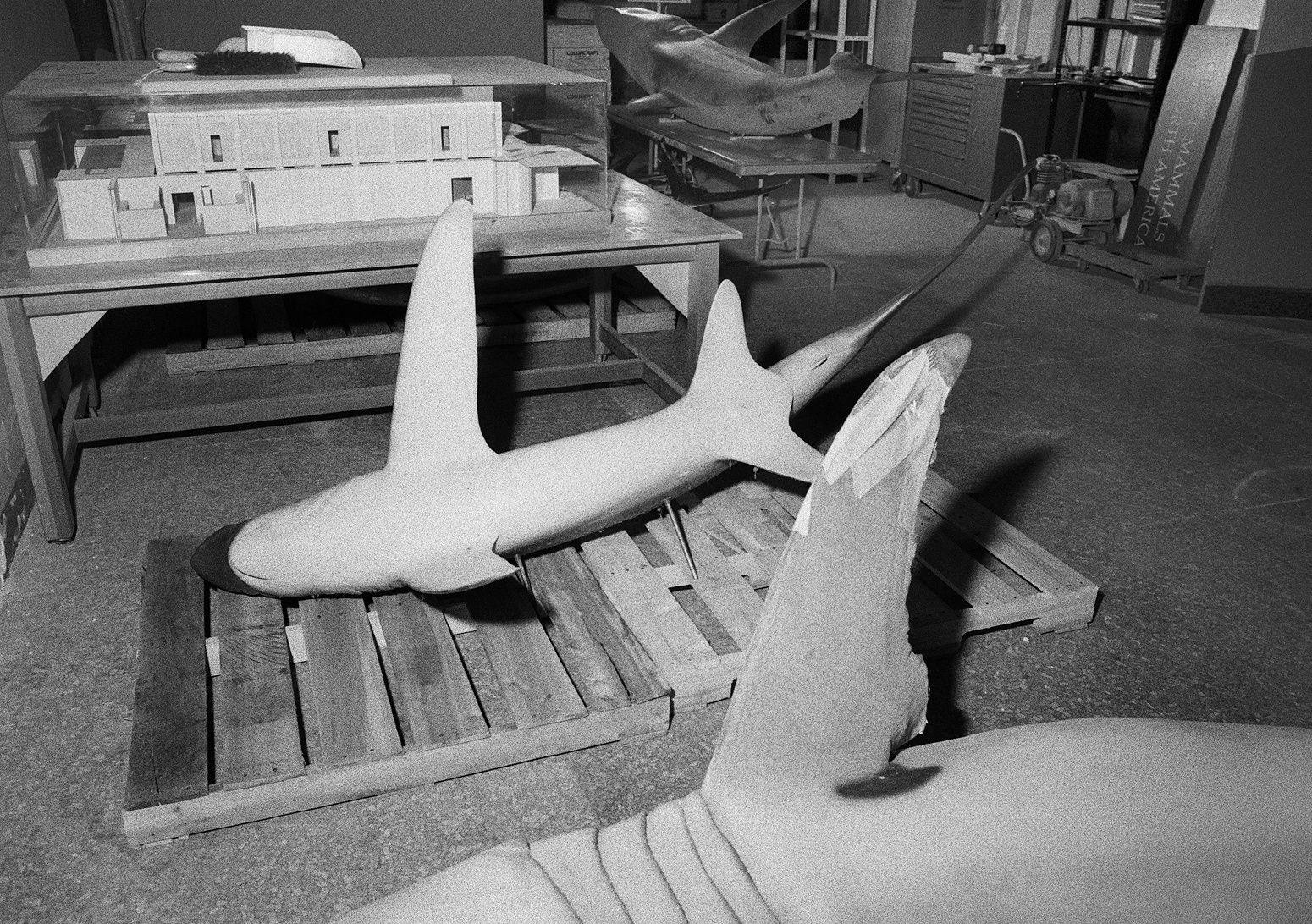 Marine Hall Renovation, Smithsonian Natural History Museum, Washington D.C., 2000 Archival Pigment Print on Hahnemuhle Photo Rag, 17x21" Edition of Three