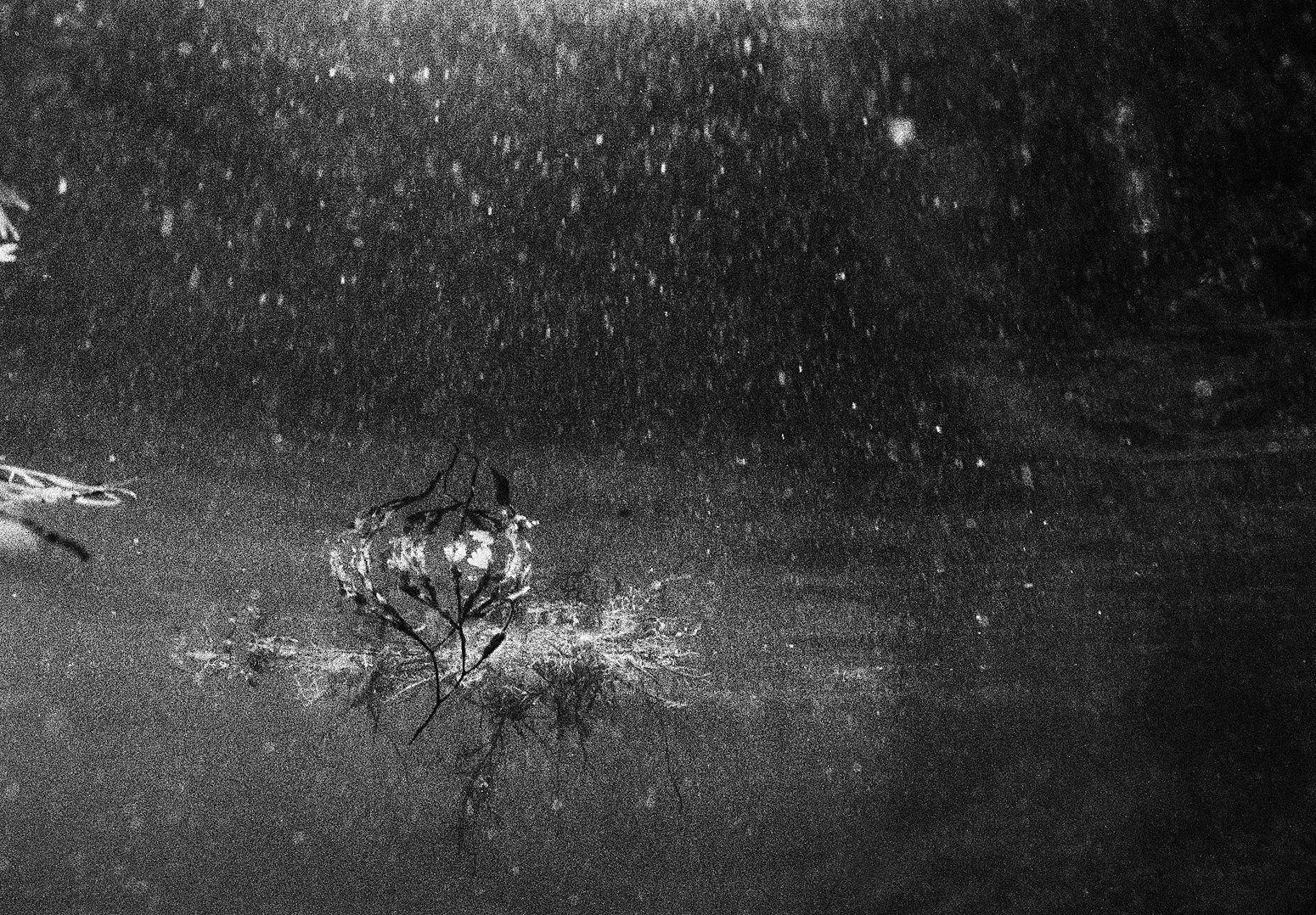 Floating Kelp, Ram Island, Maine, 2000 Archival Pigment Print on Hahnemuhle Photo Rag, 17x21" Edition of Three