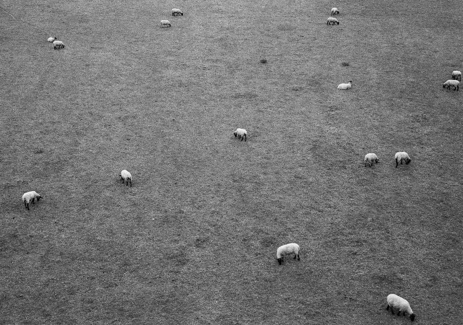 Sheep, Perth, Scotland, 2013 Archival Pigment Print on Hahnemuhle Photo Rag , 17x21" Edition of Three