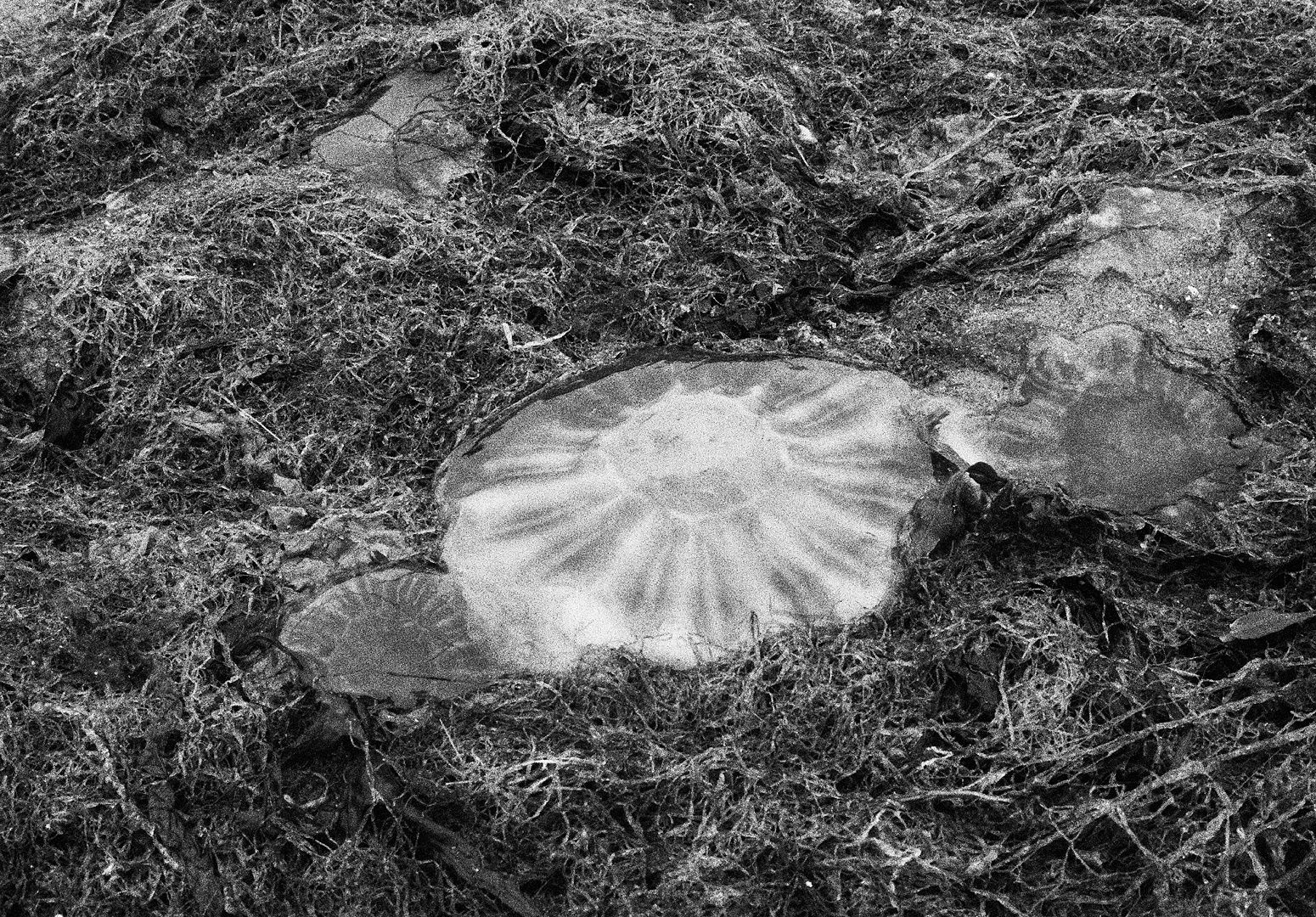 Jellyfish, Tentsmuir National Nature Reserve, Scotland, 2013 Archival Pigment Print on Hahnemuhle Photo Rag , 17x21" Edition of Three