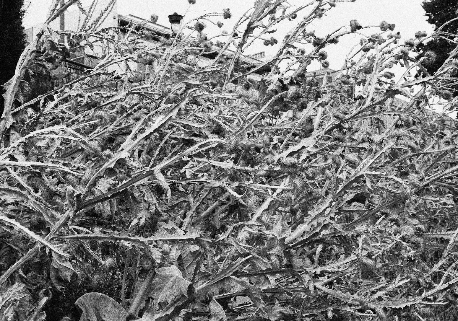 Thistle, Edinburgh, Scotland, 2013 Archival Pigment Print on Hahnemuhle Photo Rag , 17x21"" Edition of Three