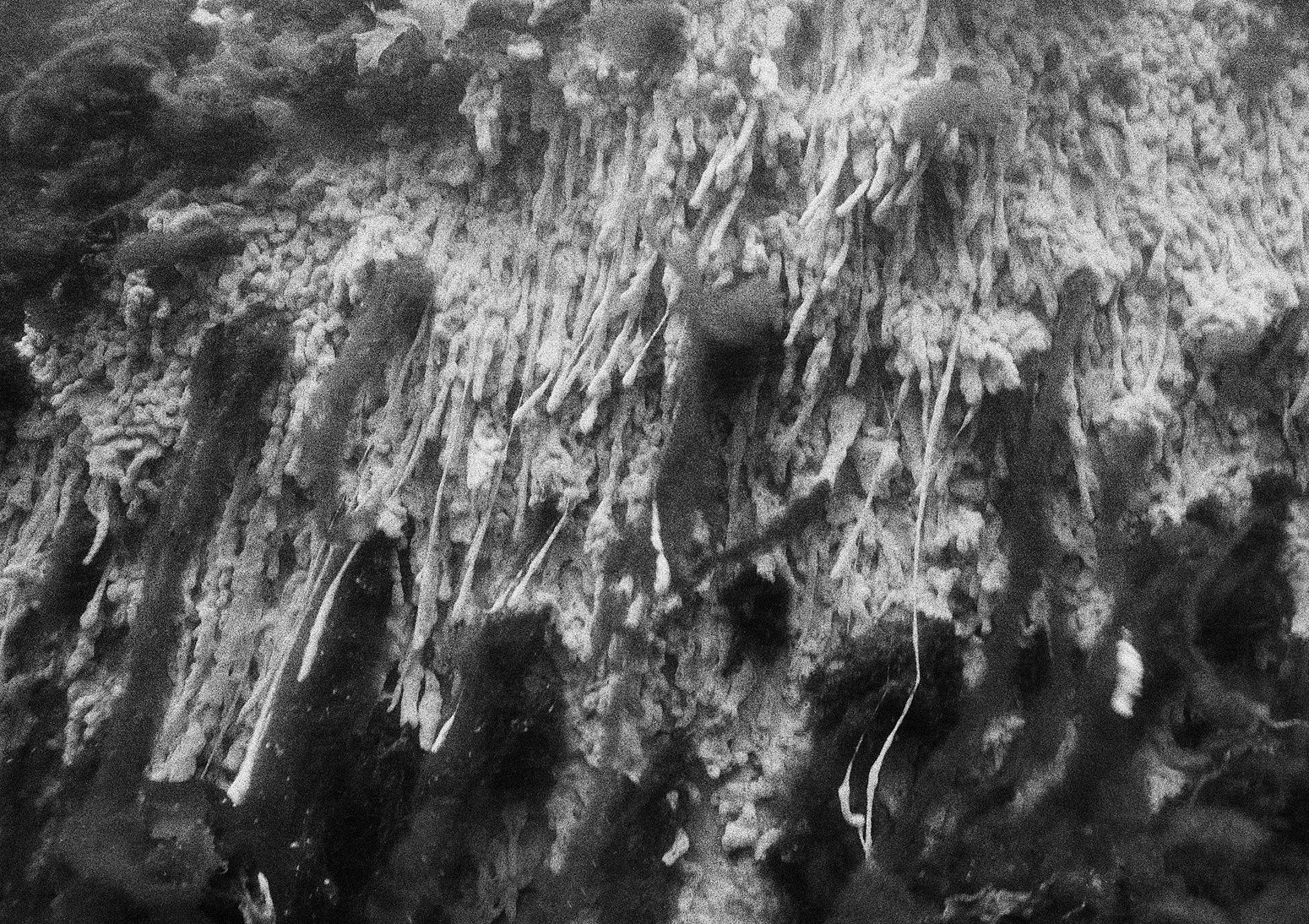 White Sponge Colony, Ram Island, Maine, 2000 Archival Pigment Print on Hahnemuhle Photo Rag, 17x21" Edition of Three