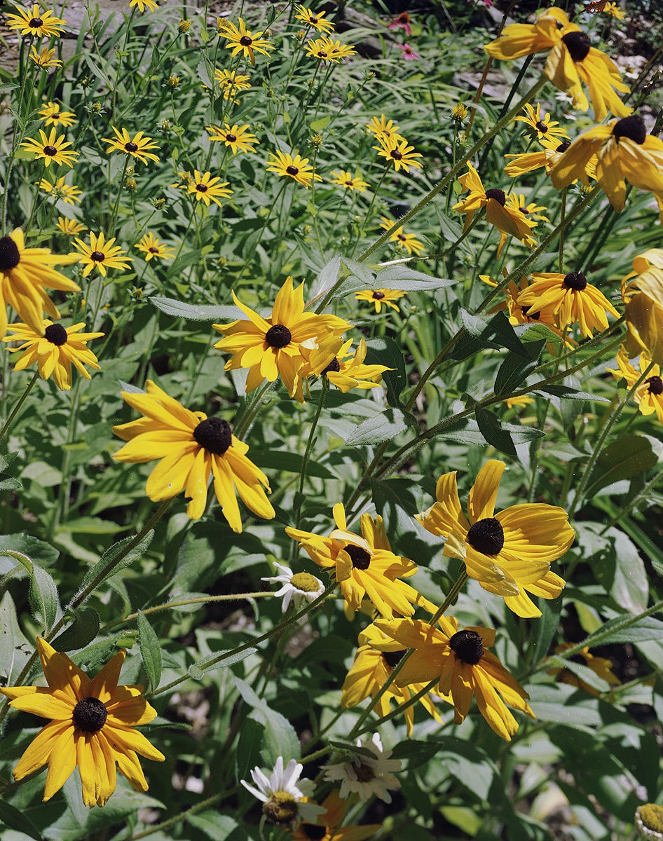 Black Eyed Susans, Wilton, Connecticut, 2016 Archival Pigment Print, 20x24" Edition of Three