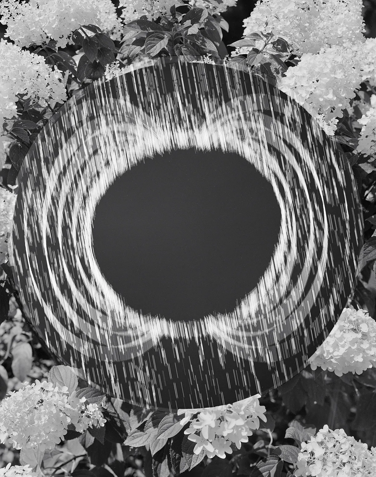 Magnetar + Hydrangea, Wilton, Connecticut, 2016 Selenium Toned Silver Gelatin Print 20x16" Edition of Three