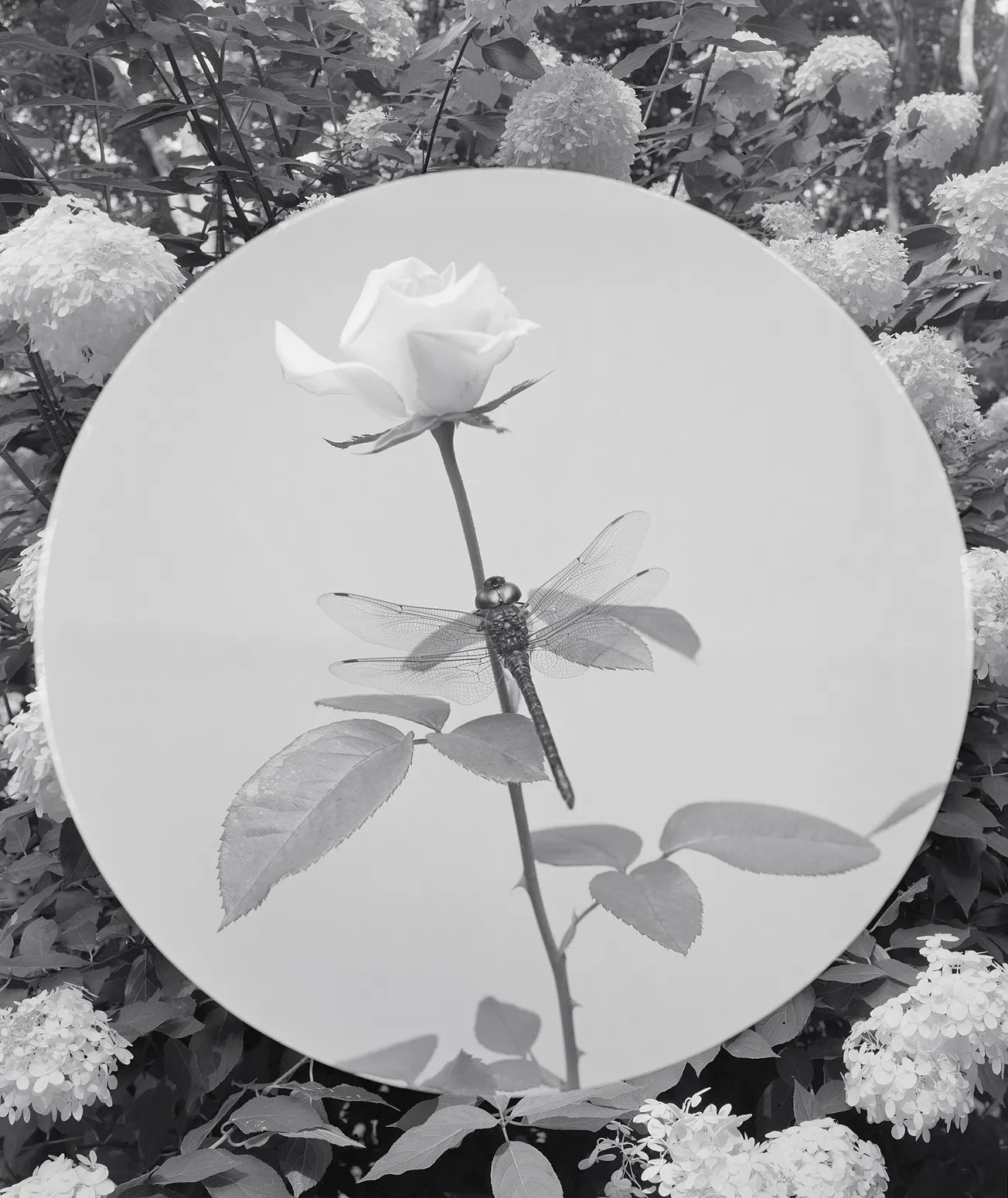 Hydrangea + Dragonfly, Wilton, Connecticut, 2015 Selenium Toned Silver Gelatin Print 20x16" Edition of Three