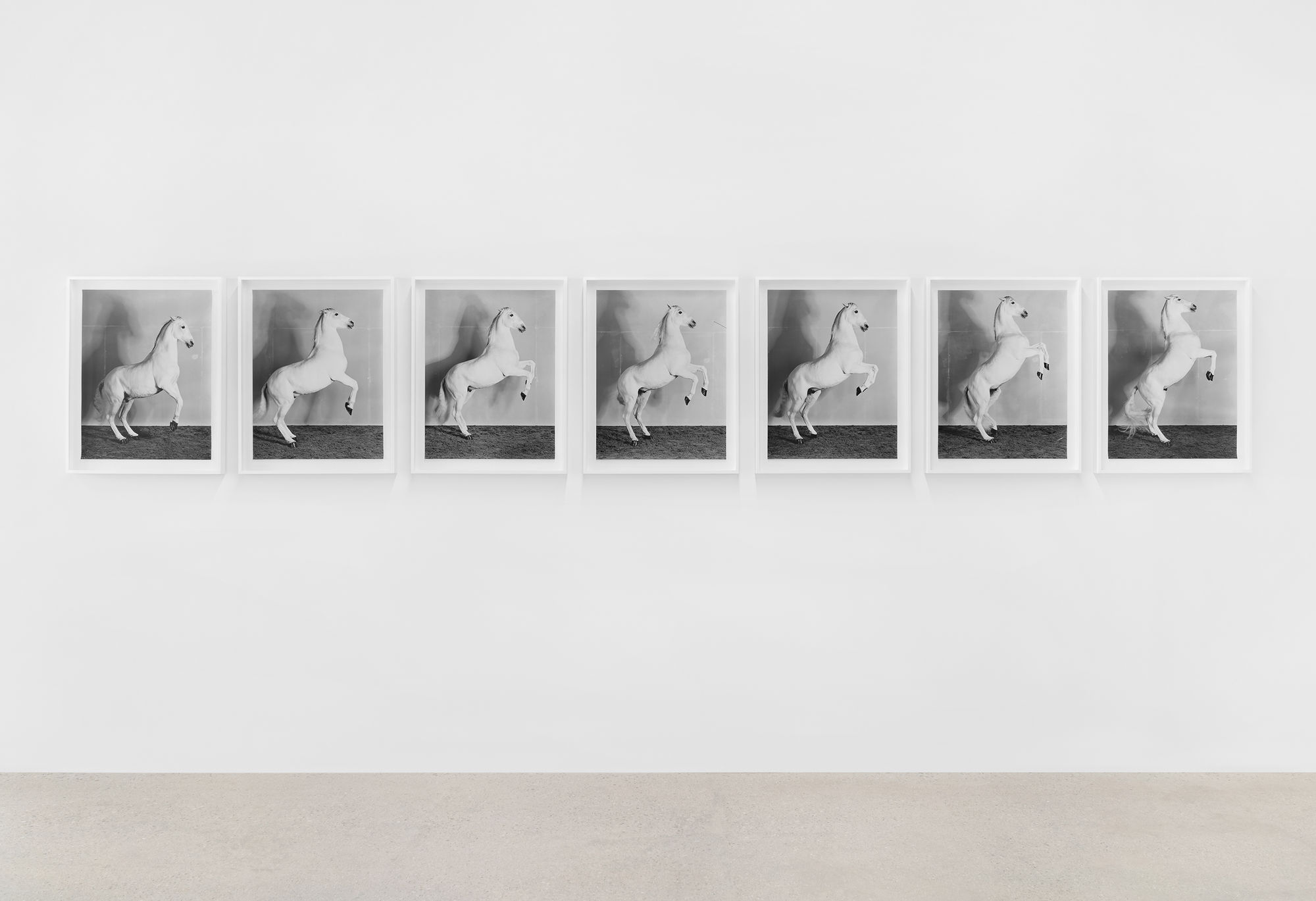 RICHARD LEAROYD, 7 Horses, 2017. ED 5 of 7 Courtesey of Pace Gallery and Richard Learoyd
