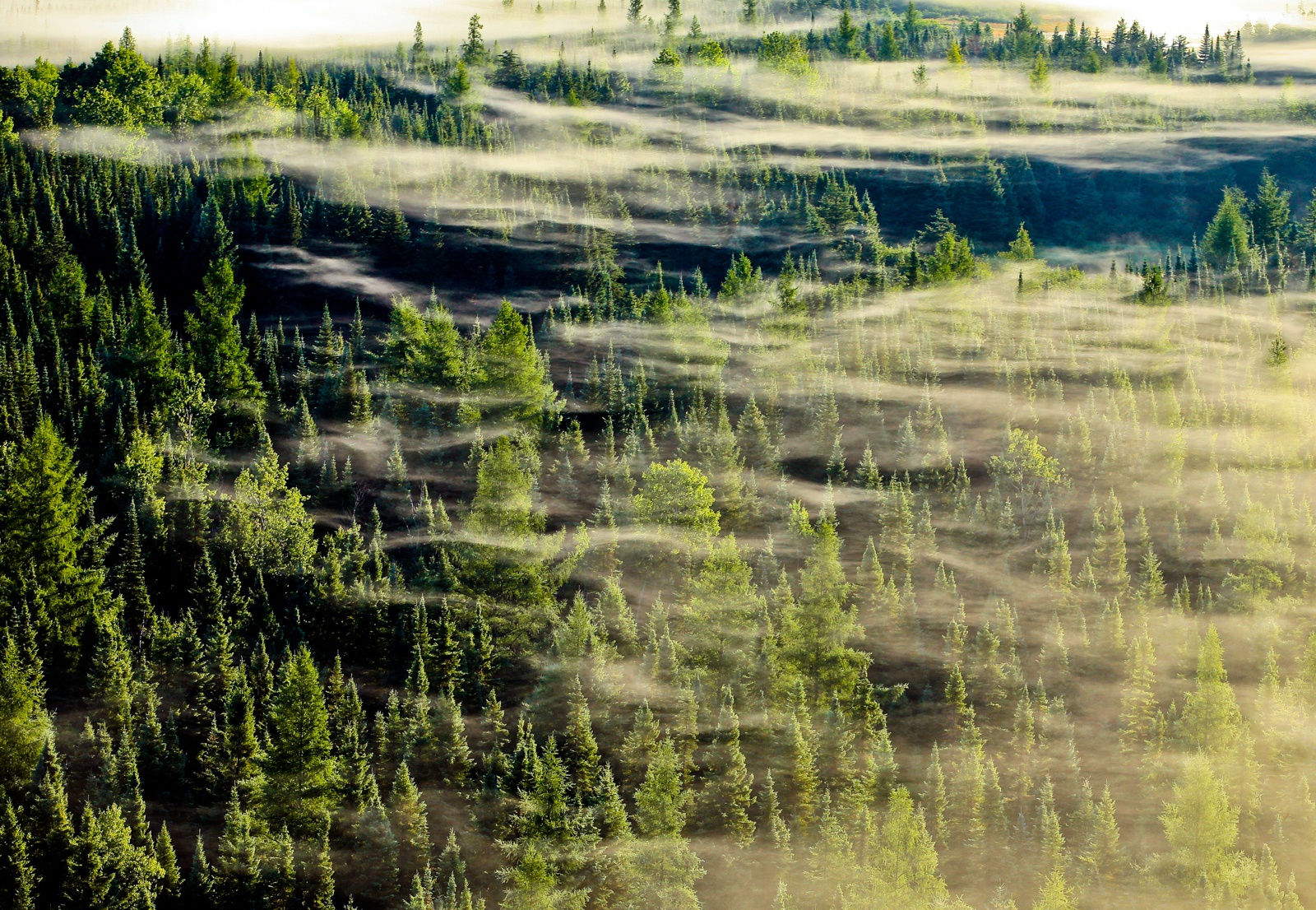 Conifères voilés, Rouyn-Noranda, QC, 2008 24 x 36 in., Ed. 10 32 x 48 in., Ed. 10