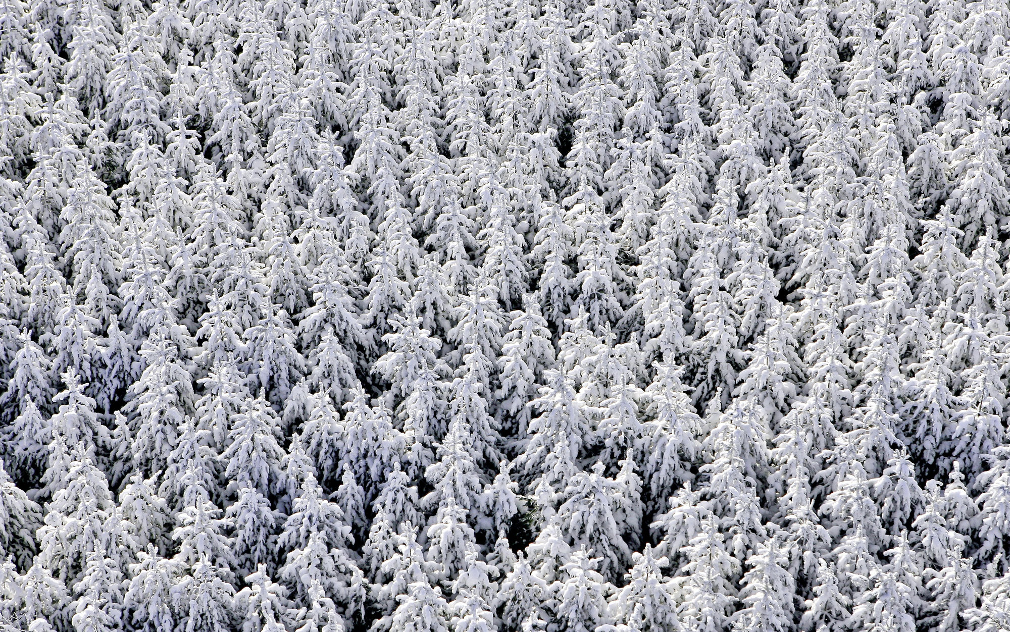 Telle une armée, Bolton-Centre, QC, 2010 29 x 47 in., Ed. 10 33 x 54 in., Ed. 10 48 x 78 in., Ed. 10