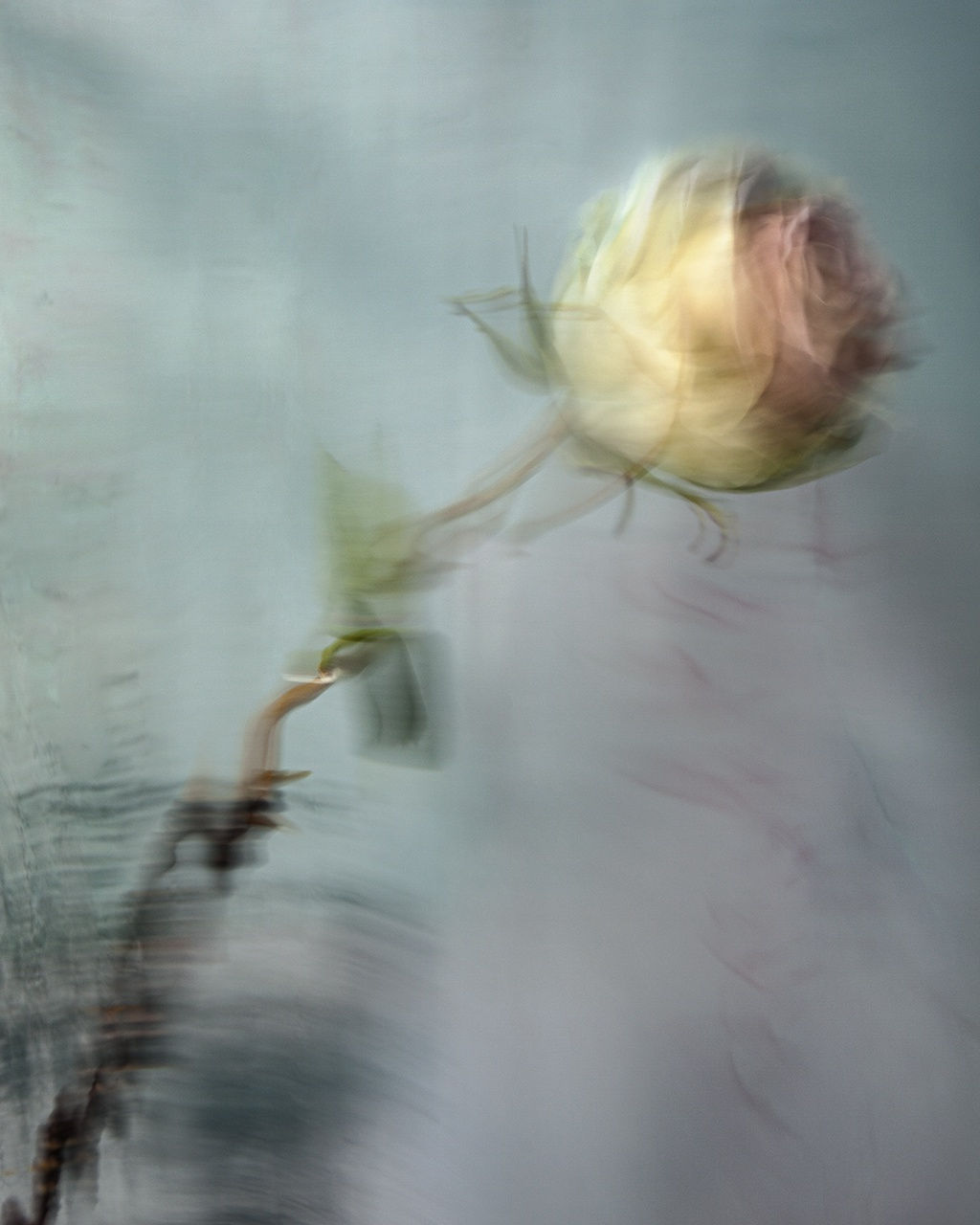 Cicely, 2020 40 x 32 in., Ed. 8 & 2AP 54 x 43 in., Ed. 8 & 2AP 64 x 51 in., Ed. 8 & 2AP