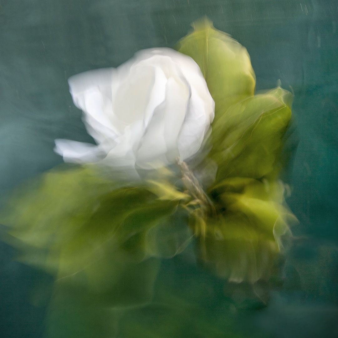 Felicity, 2021 36 x 36 in., Ed. 8 & 2AP 48 x 48 in., Ed. 8 & 2AP 60 x 60 in., Ed. 8 & 2AP