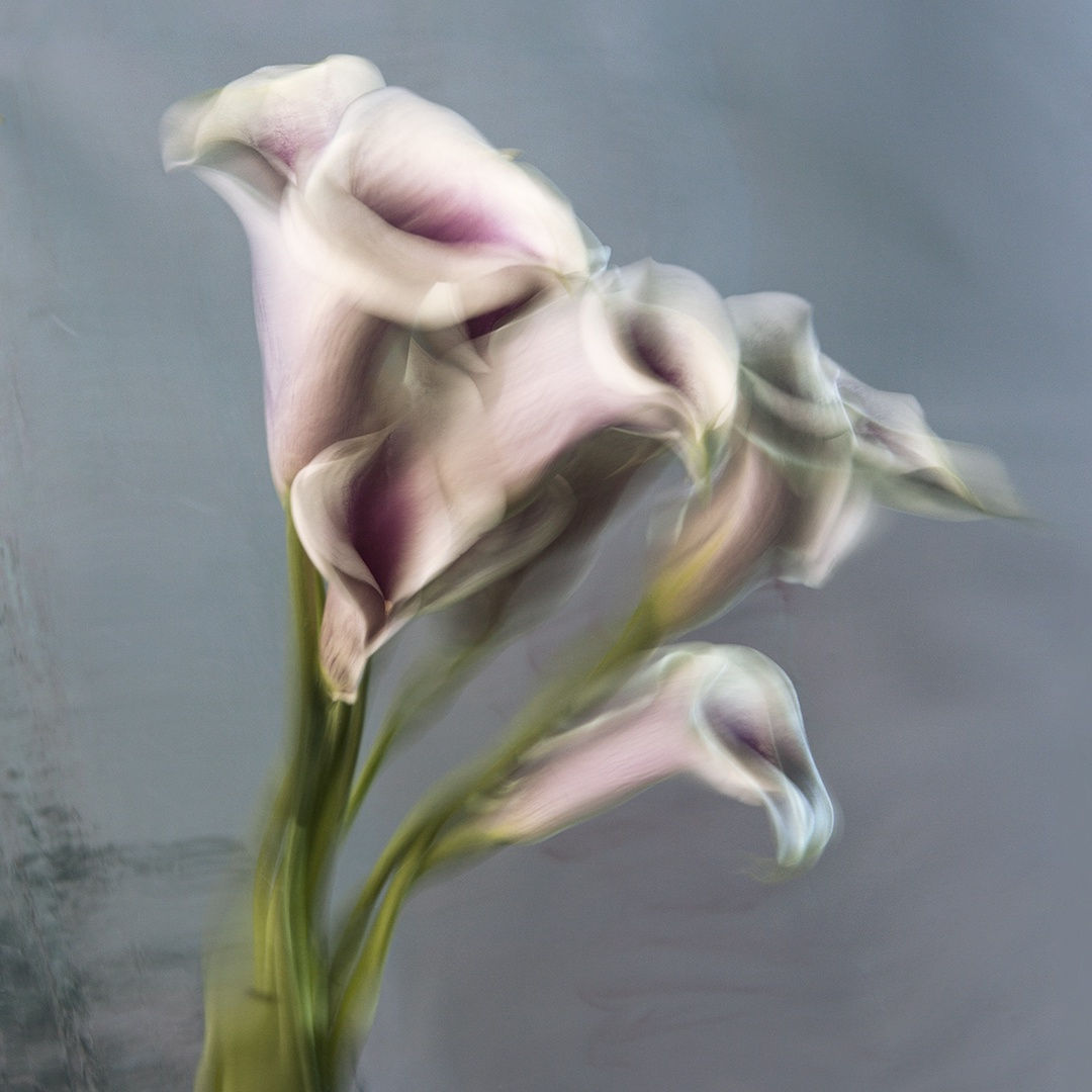 Gladys, 2020 36 x 36 in., Ed. 8 & 2AP 48 x 48 in., Ed. 8 & 2AP 60 x 60 in., Ed. 8 & 2AP