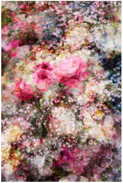 In Bloom 01, kunming, China, 2019 32 x 21 in., Ed. 7 & 2AP 48 x 32 in., Ed. 7 & 2AP 66 x 44 in., Ed. 10 & 2AP