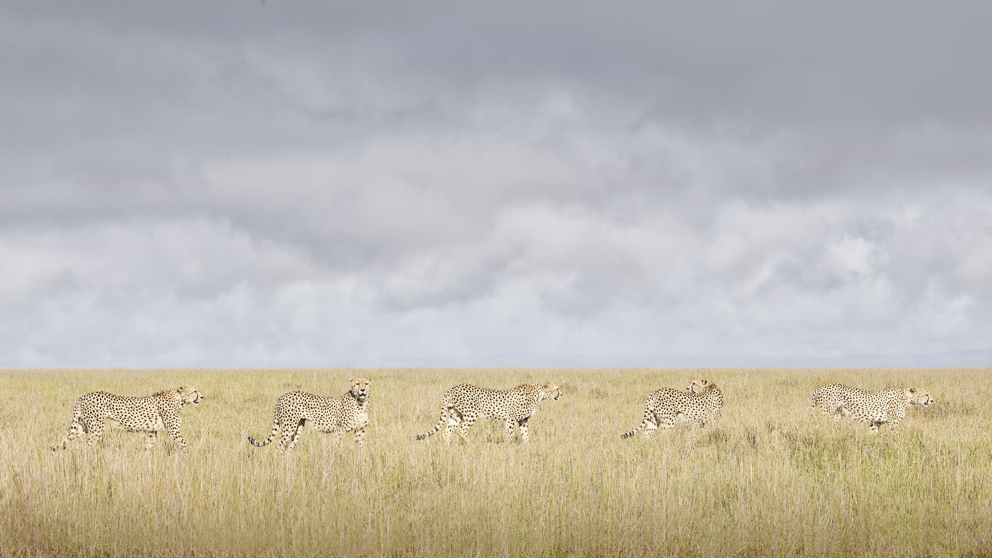 Cheetah Coalition, Maasai Mara, Kenya, 2019 27 x 48 in., Ed. 7 & 2AP 37 x 66 in., Ed. 10 & 2AP 48 x 85 in., Ed. 5 & 2AP