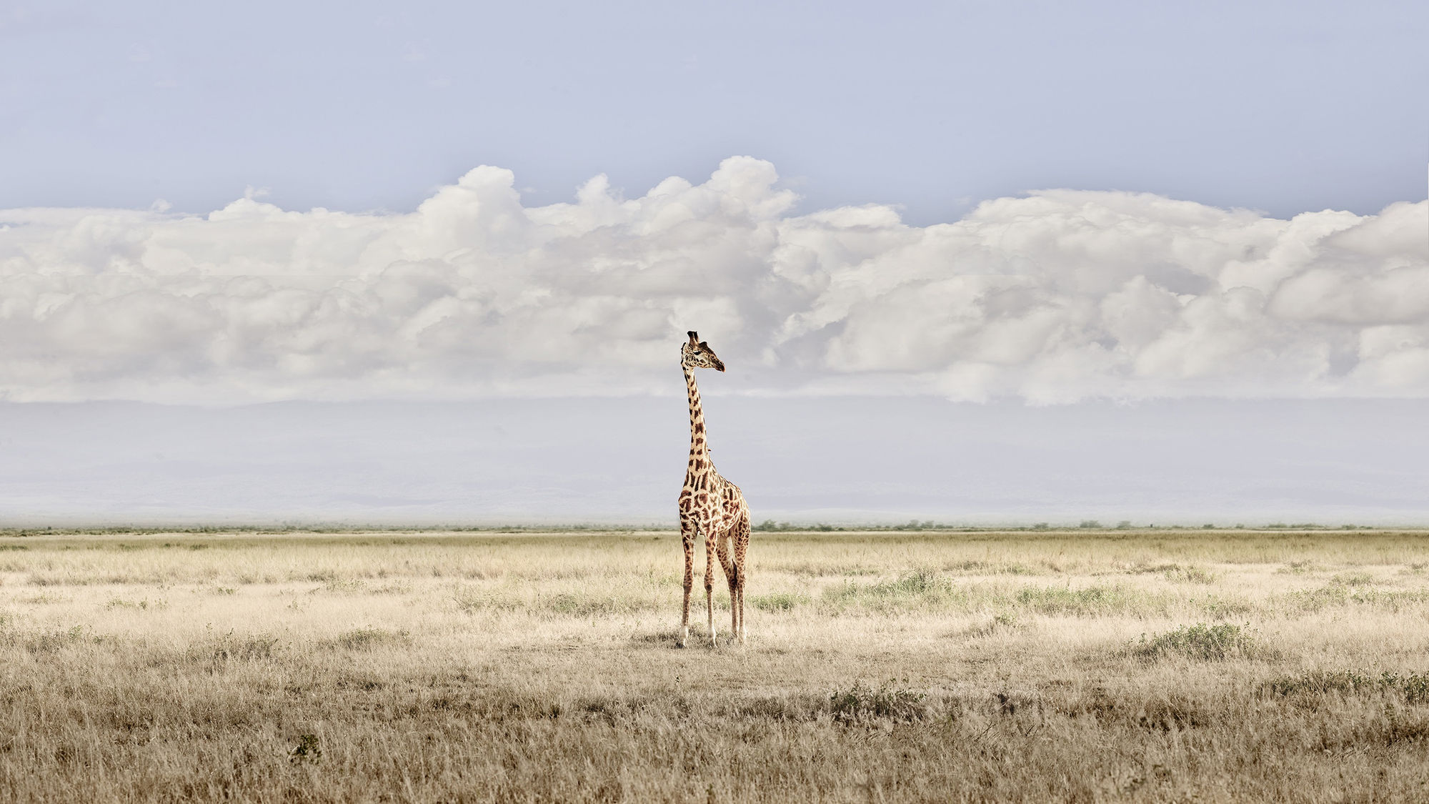 Head in the Clouds, Amboseli, Kenya, 2019 27 x 48 in., Ed. 7 & 2AP 37 x 66 in., Ed. 10 & 2AP 48 x 85 in., Ed. 5 & 2AP