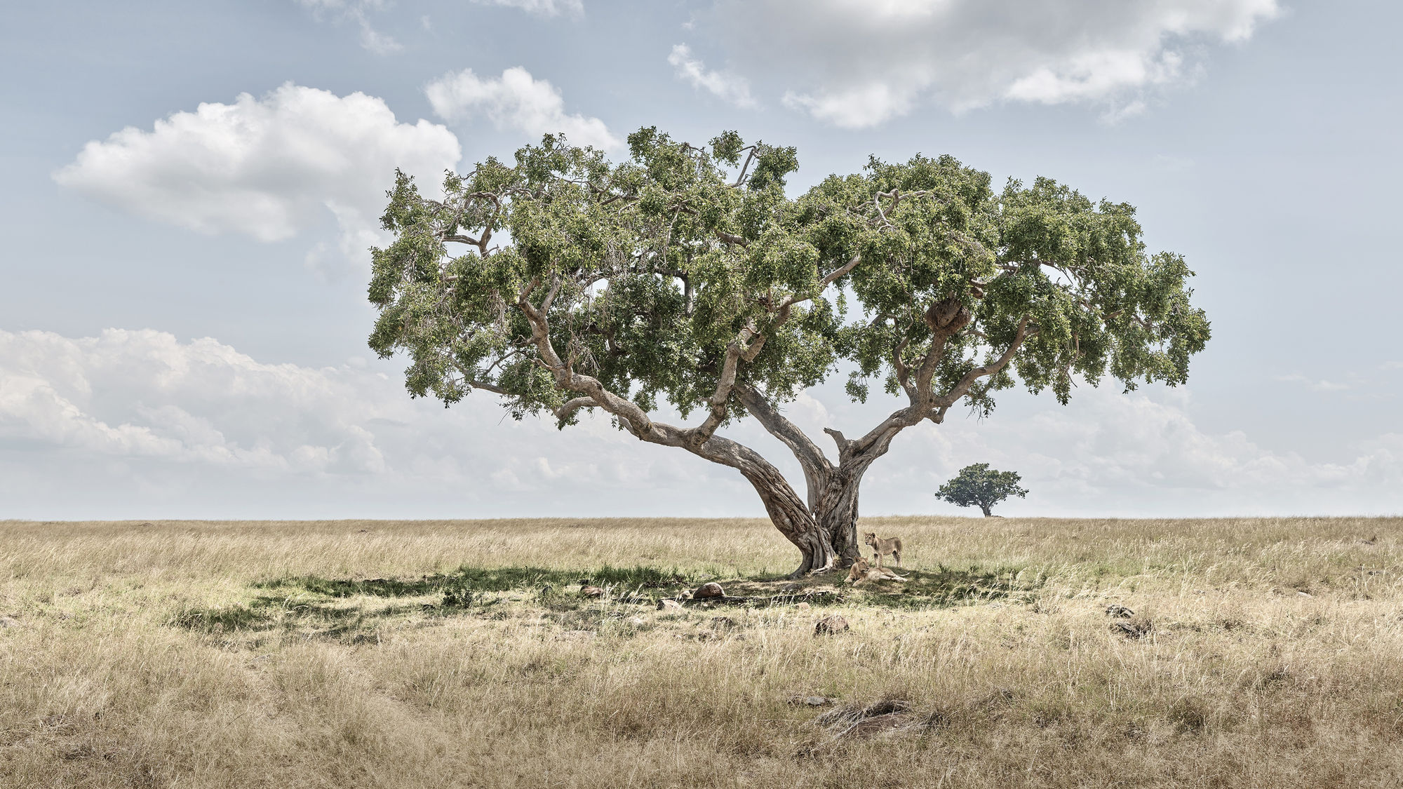Lion Cubs Under Acacia Tree, Maasai Mara, Kenya, 2019 27 x 48 in., Ed. 7 & 2AP 37 x 66 in., Ed. 10 & 2AP 48 x 85 in., Ed. 5 & 2AP