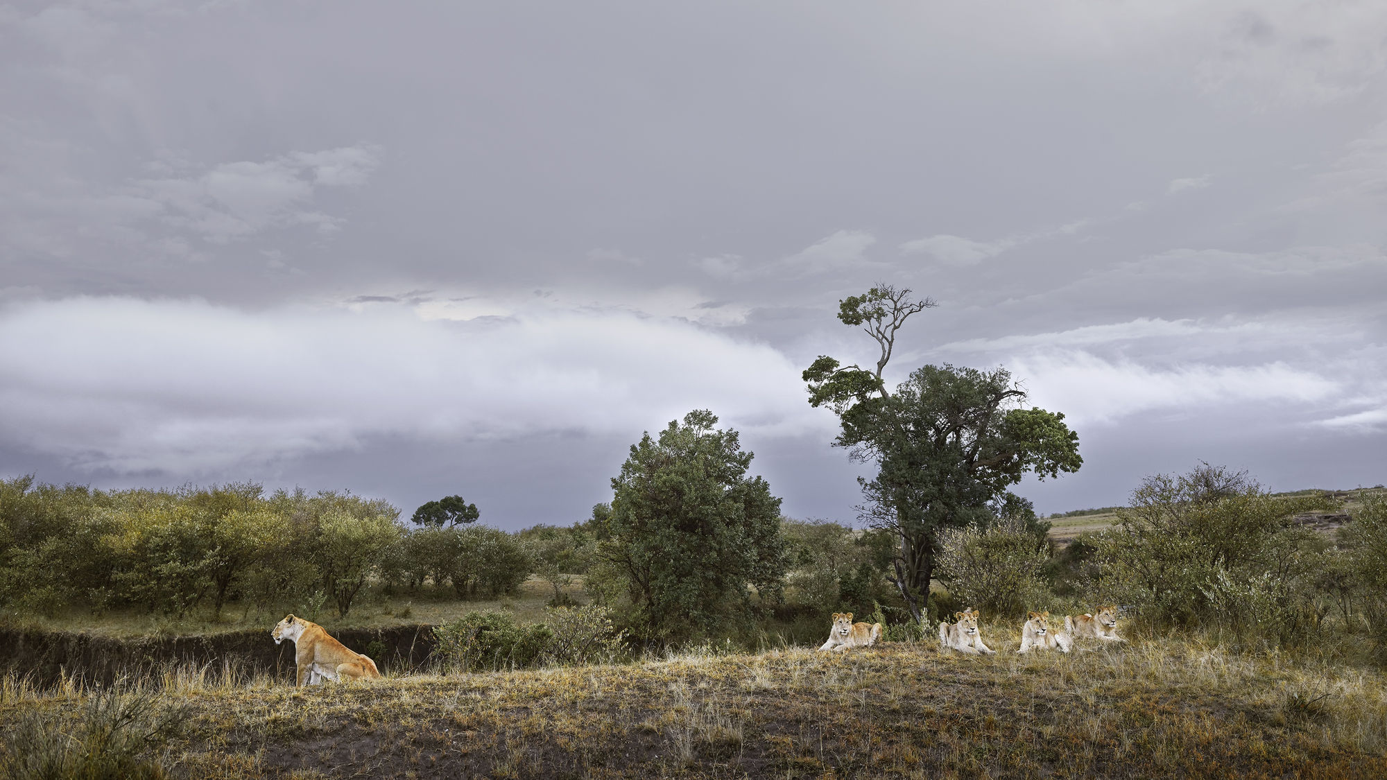 Lioness and Four Cubs River’s Edge, Maasai Mara, Kenya, 2019 27 x 48 in., Ed. 7 & 2AP 37 x 66 in., Ed. 10 & 2AP 48 x 85 in., Ed. 5 & 2AP