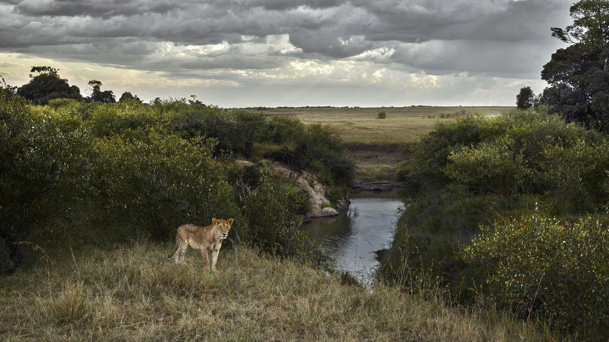 One Eyed Lion, Maasai Mara, Kenya, 2019 27 x 48 in., Ed. 7 & 2AP 37 x 66 in., Ed. 10 & 2AP 48 x 85 in., Ed. 5 & 2AP
