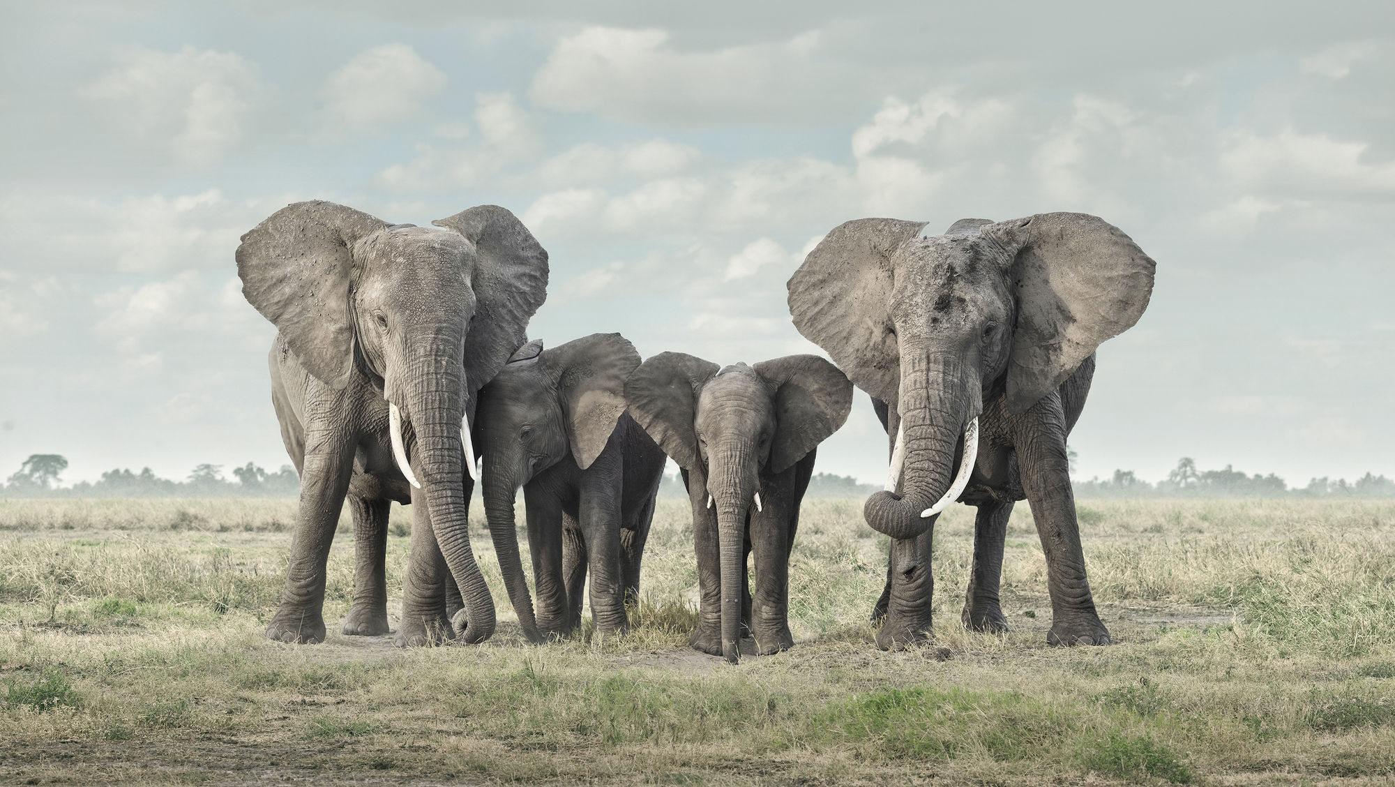 Solice, Amboseli, Kenya, 2019 27 x 48 in., Ed. 7 & 2AP 37 x 66 in., Ed. 10 & 2AP 48 x 85 in., Ed. 5 & 2AP