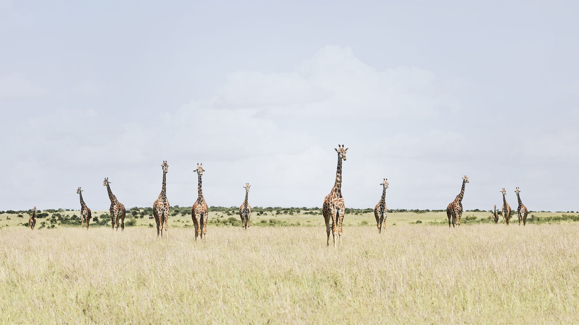 Twelve Giraffes, Maasai Mara, Kenya, 2019 27 x 48 in., Ed. 7 & 2AP 37 x 66 in., Ed. 10 & 2AP 48 x 85 in., Ed. 5 & 2AP