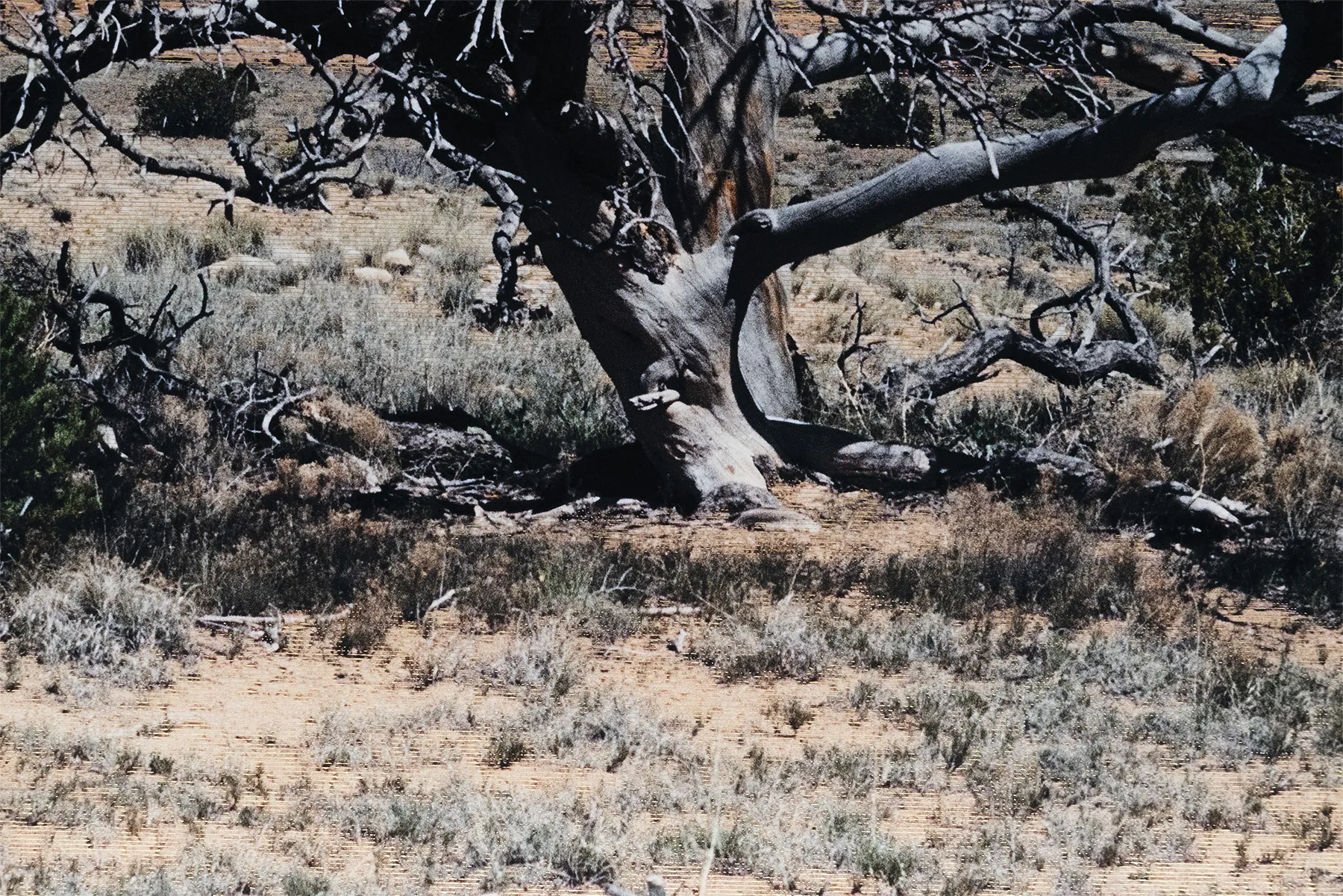 2022 | Geneviève Cadieux | TORONTO