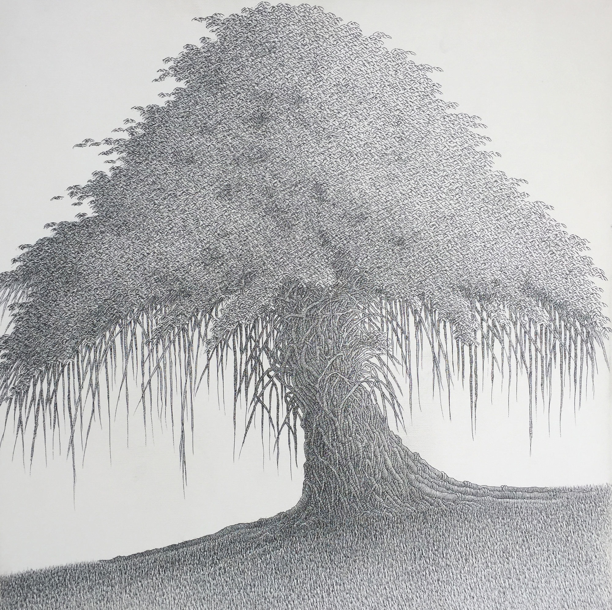 Banyan Tree I Pen and Ink on canvas 50 x 50 cm